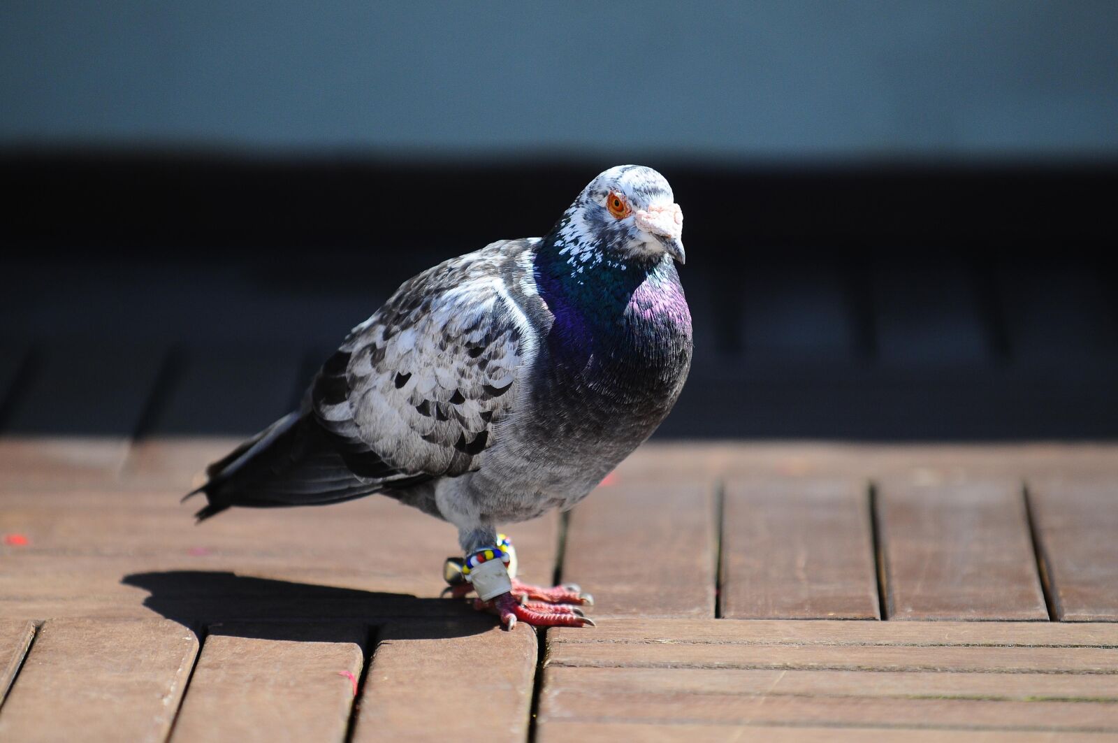 Nikon D300 sample photo. Pigeon, bird, animal photography