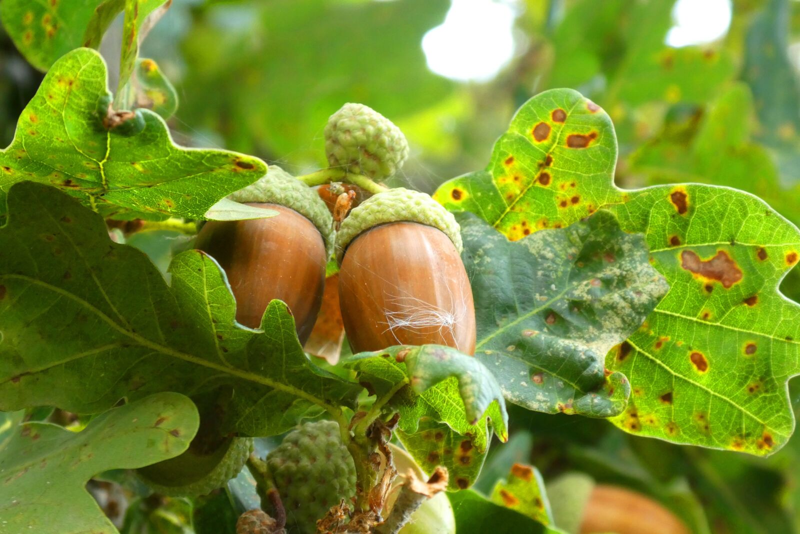 Panasonic Lumix DC-ZS70 (Lumix DC-TZ90) sample photo. Acorns, boomvruchten, autumn photography