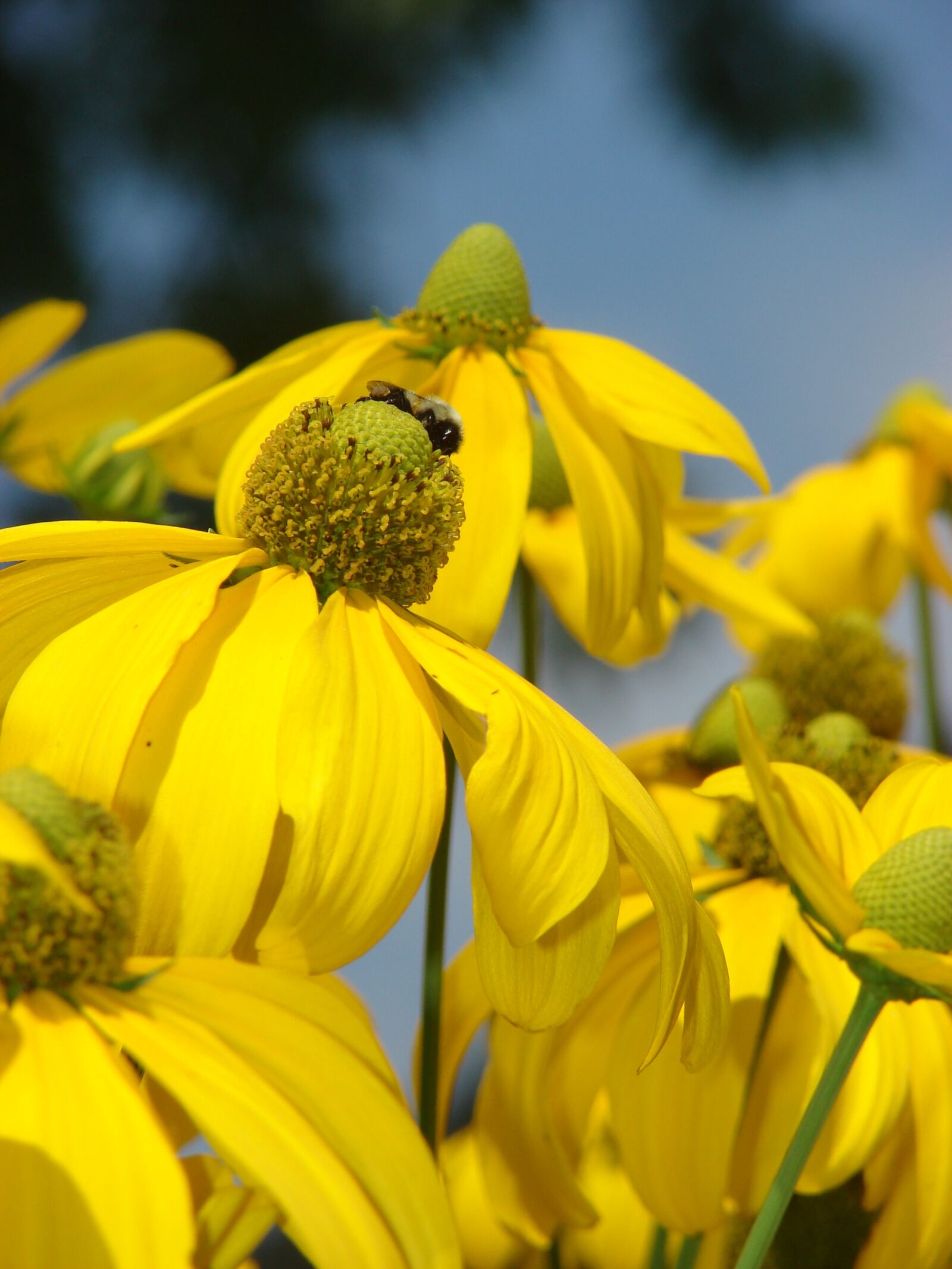 Sony DSC-H2 sample photo. Rudbeckia, herbstonne, yellow photography