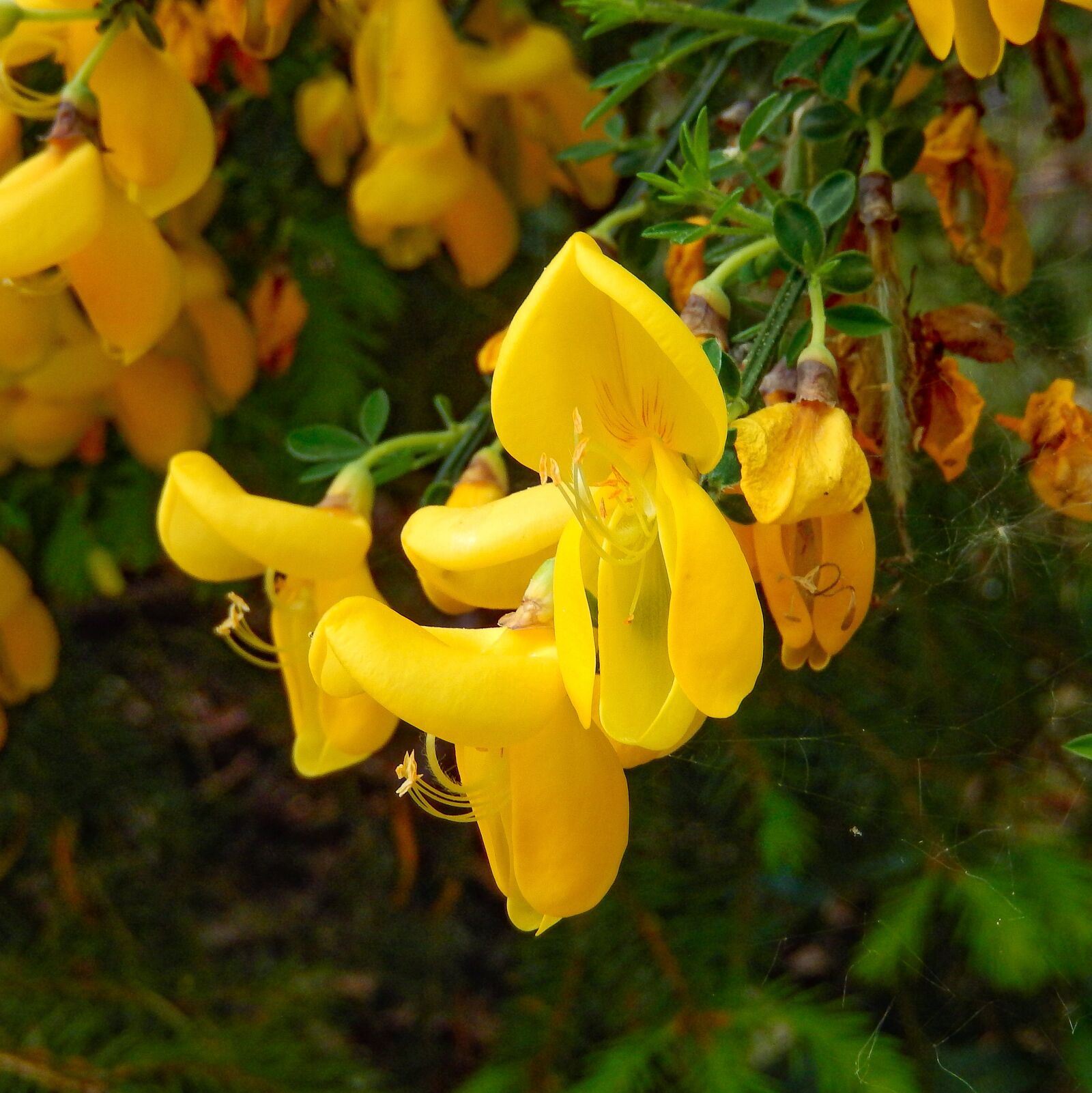 Nikon Coolpix S9500 sample photo. Broom, genista, brambusch photography