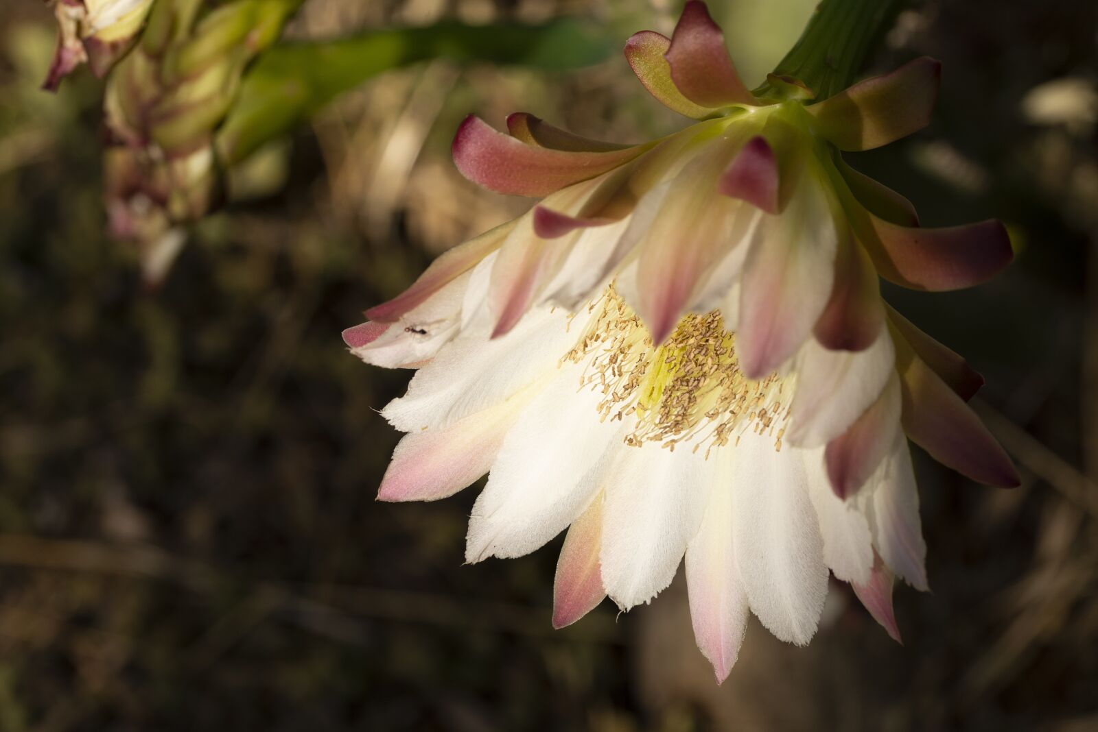 Nikon D600 sample photo. Flower, insect, ant photography