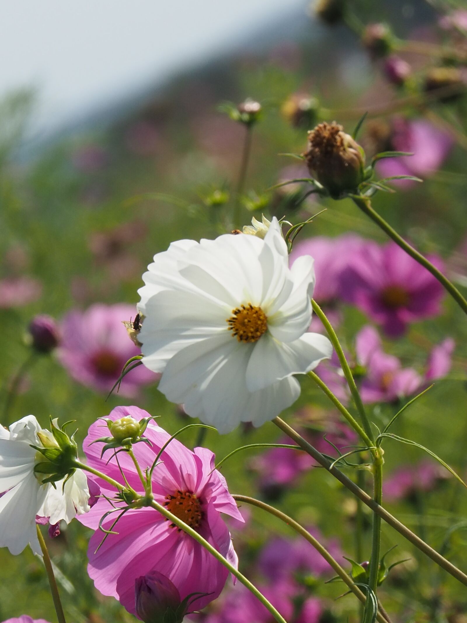 Olympus OM-D E-M10 III sample photo. Flowers, white, blossom photography