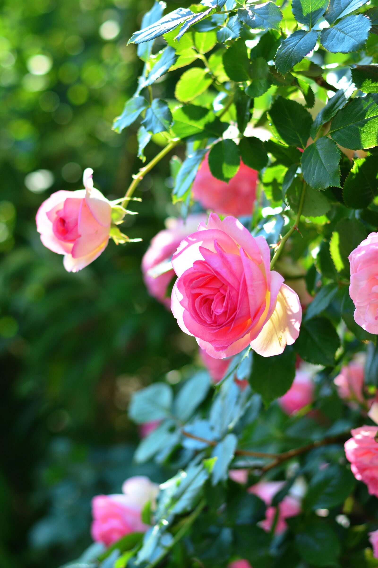Nikon D5200 sample photo. Rosebush, roses, flower photography