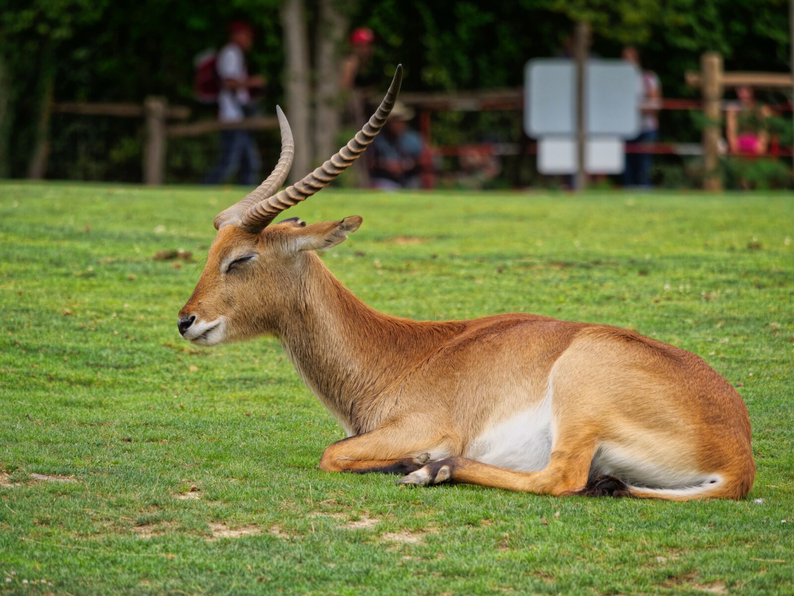 Panasonic Lumix DC-G9 sample photo. Gazelle, antelope, animals photography