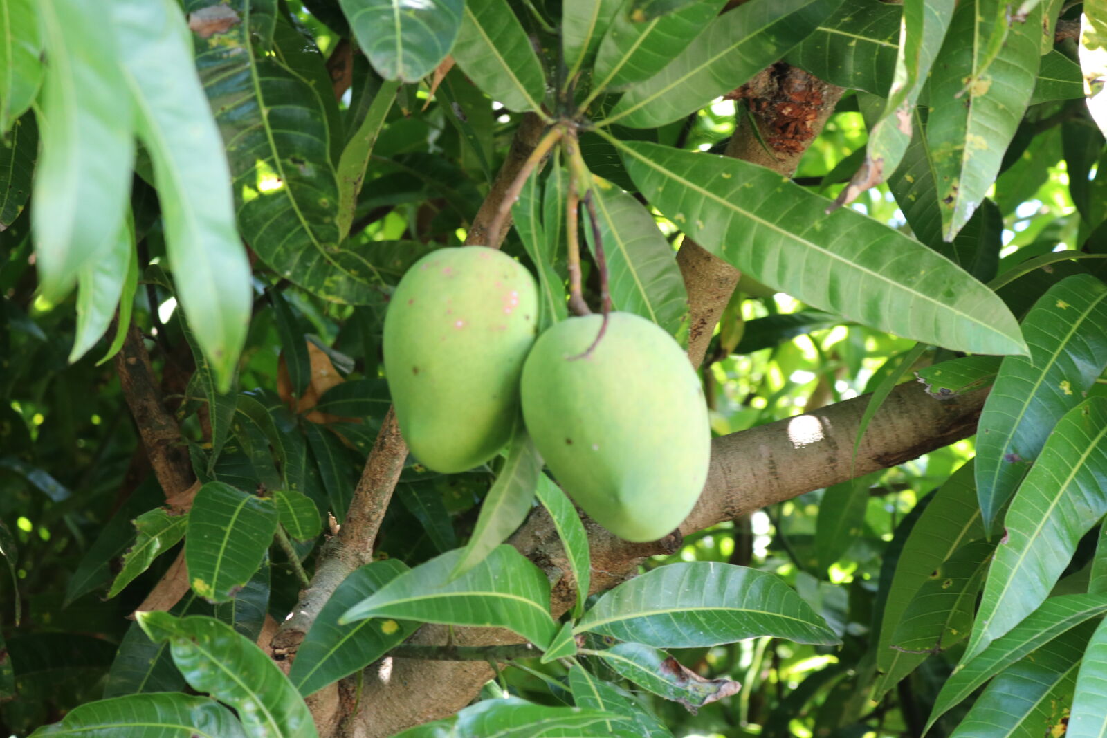 Canon EOS 80D sample photo. Green, green, mangos, mangos photography