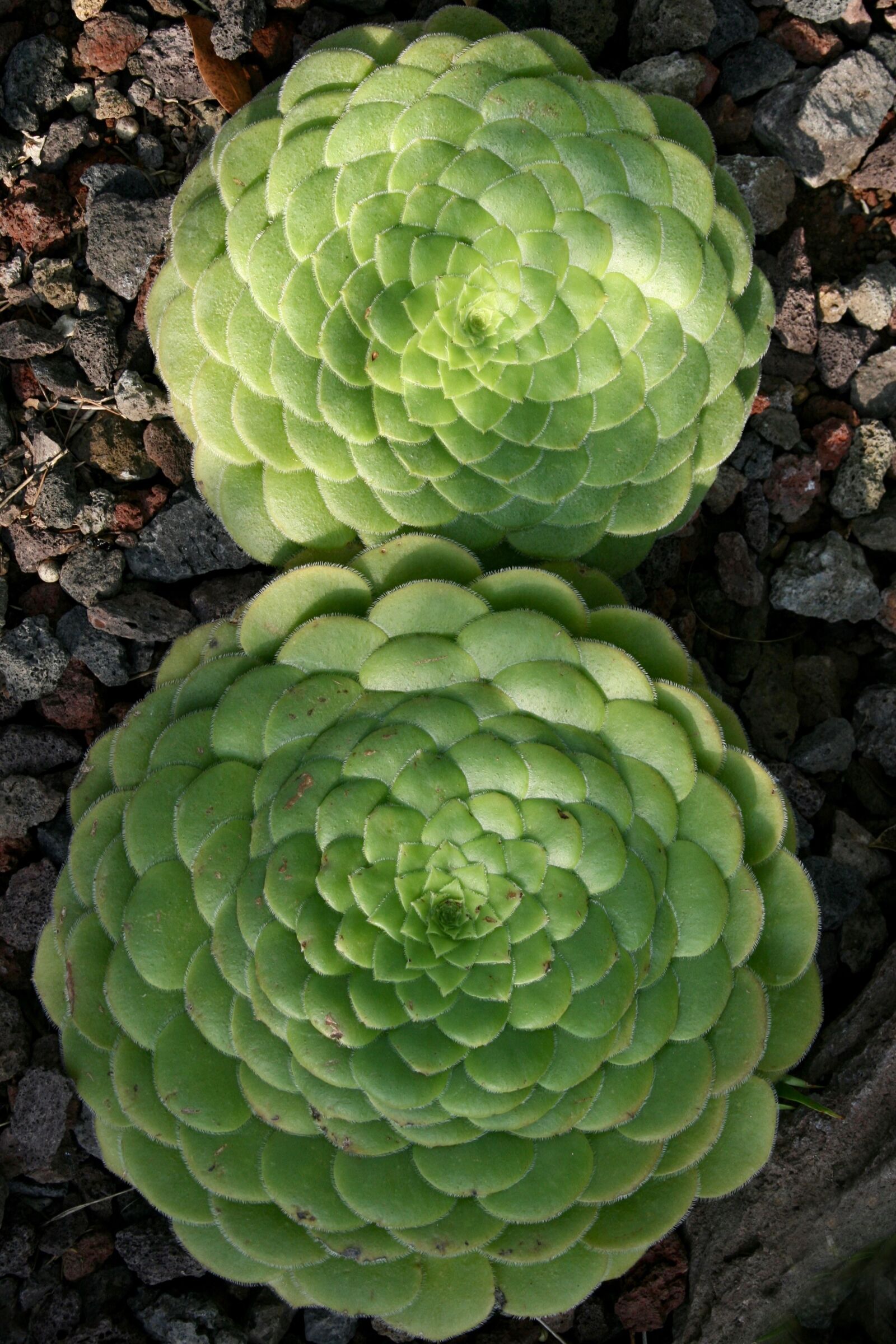 Canon EOS 400D (EOS Digital Rebel XTi / EOS Kiss Digital X) sample photo. Thick sheet greenhouse, aeonium photography