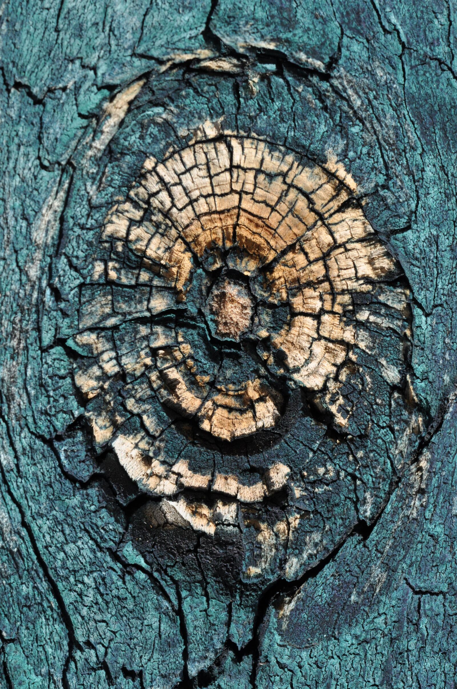 Nikon D5000 sample photo. Macro, wood, branch photography