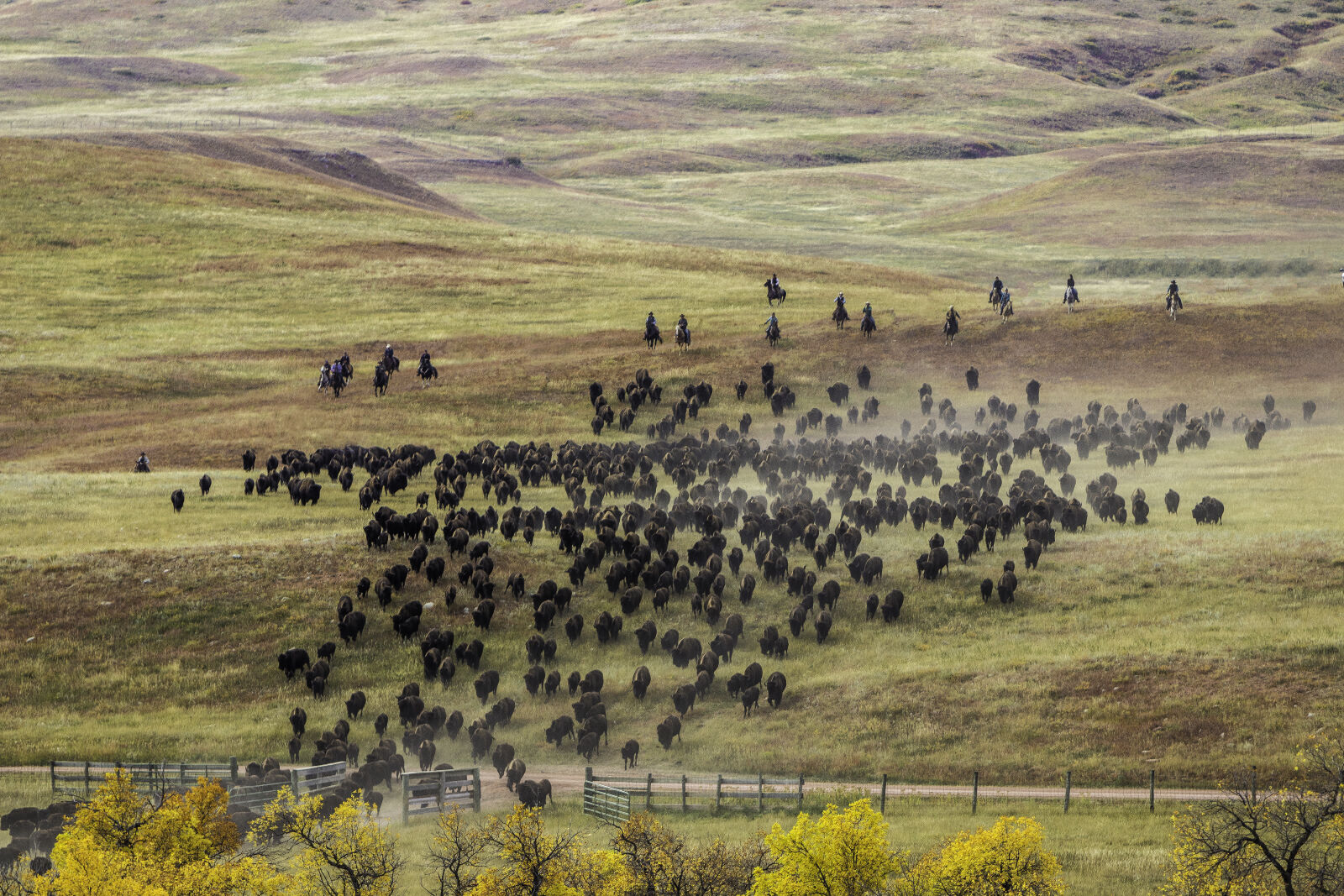 Canon EOS 80D sample photo. Herd, of, buffalo, raging photography