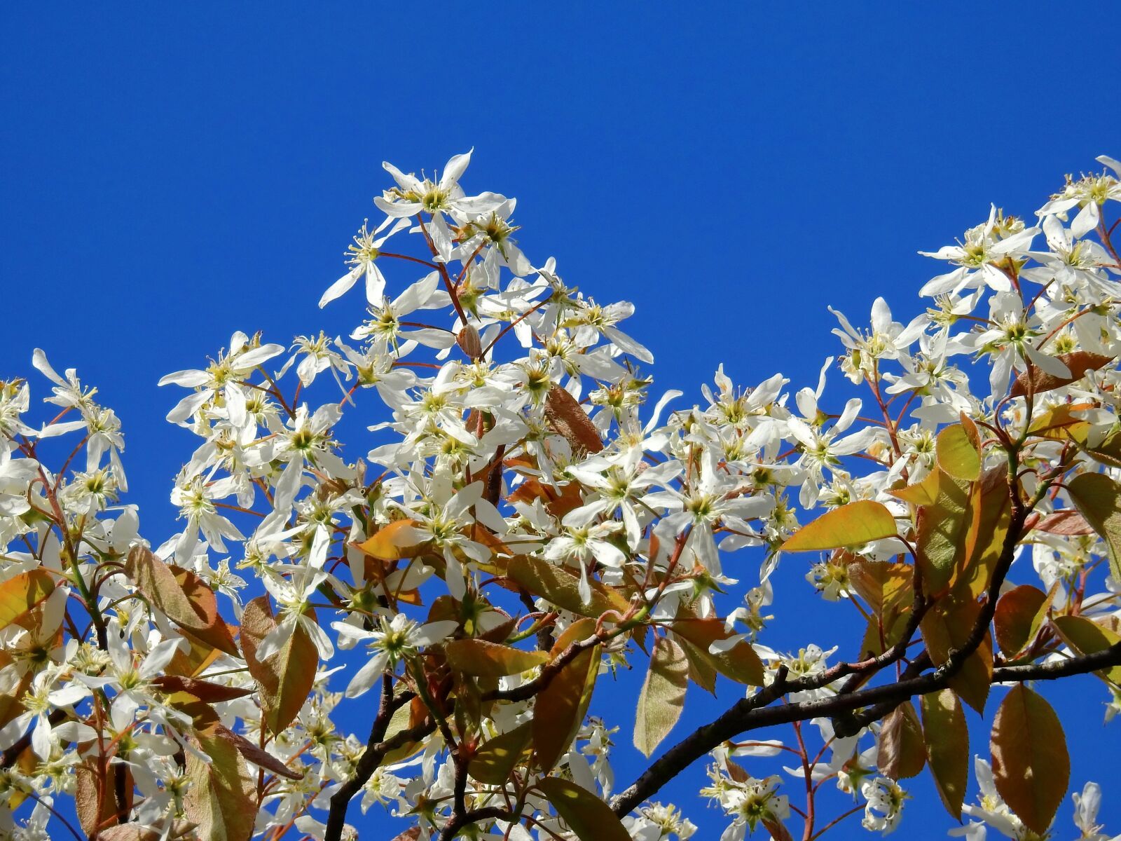 Nikon Coolpix P900 sample photo. Blossom, bloom, tree photography