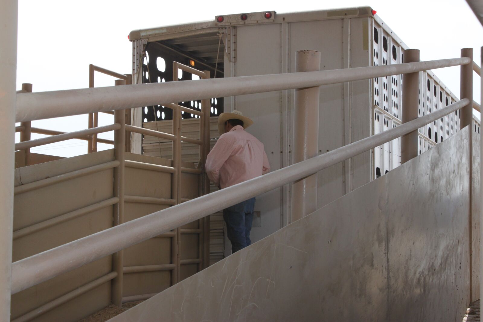 Canon EOS 500D (EOS Rebel T1i / EOS Kiss X3) sample photo. Cows, transportation, transport photography