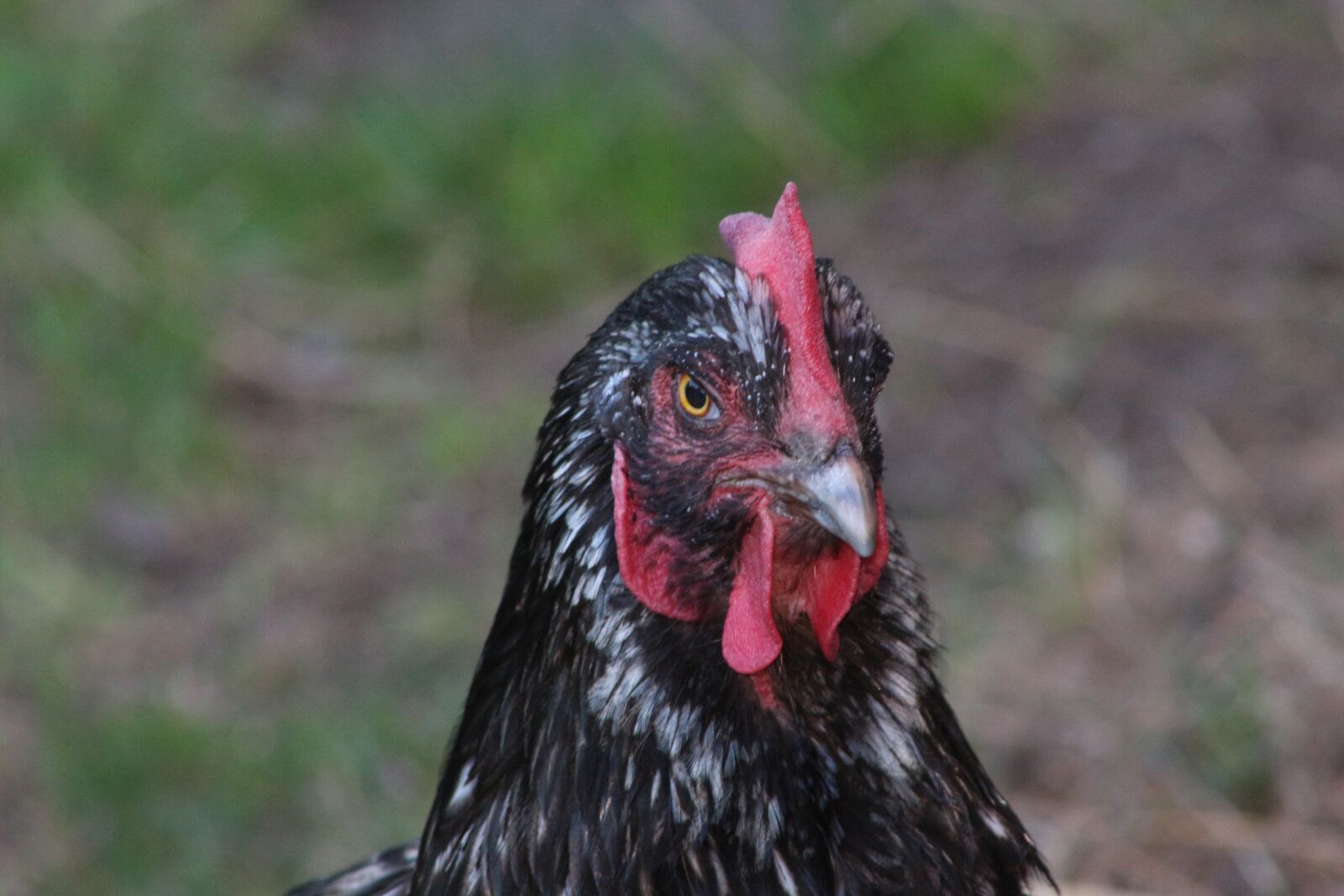 Canon EF75-300mm f/4-5.6 sample photo. Chicken, hen, poultry photography