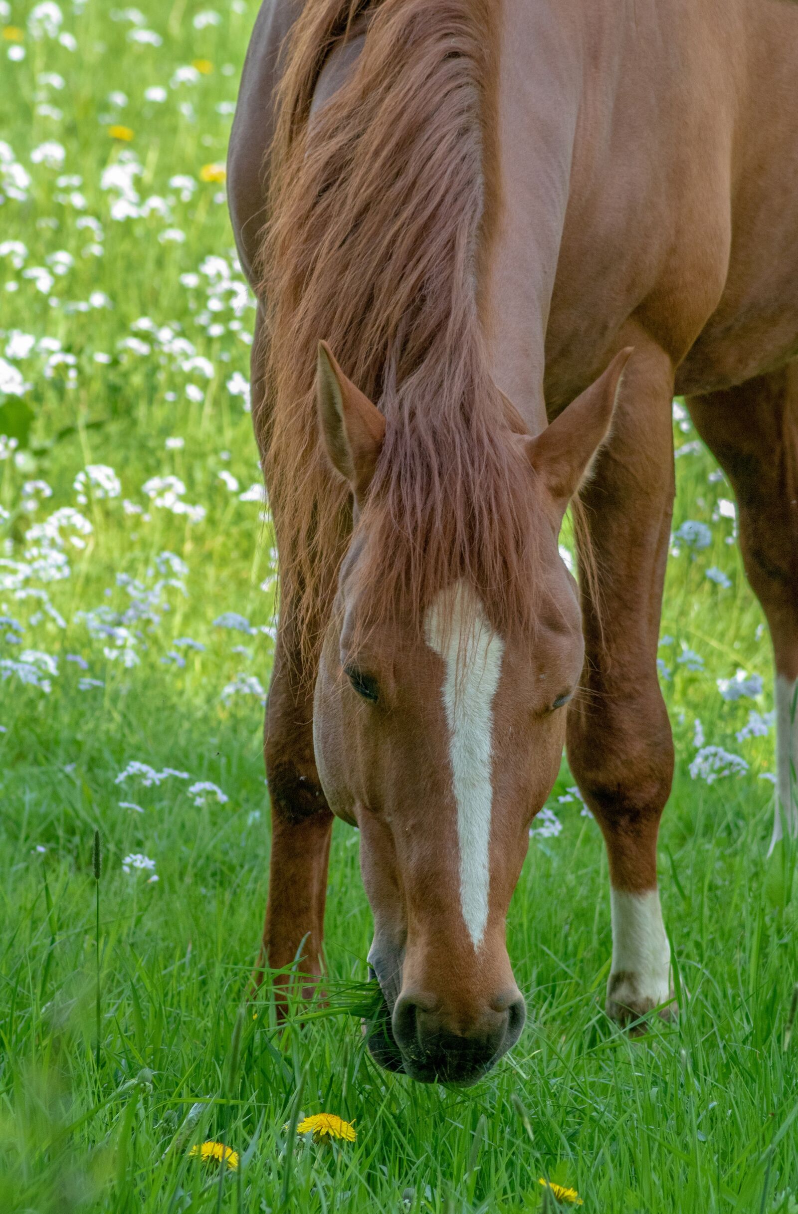 Canon EOS 750D (EOS Rebel T6i / EOS Kiss X8i) sample photo. Horse, brown, animal photography