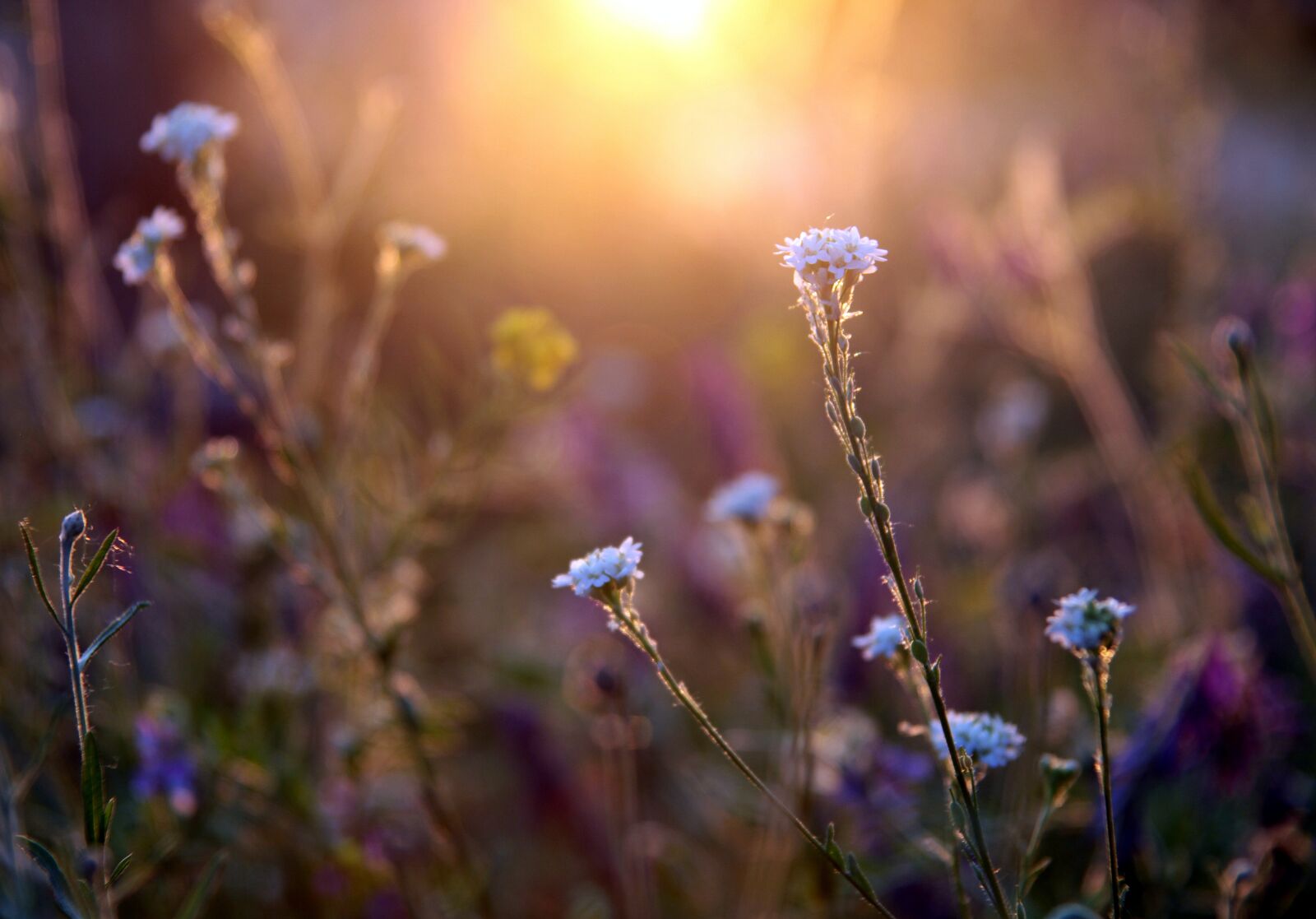 Canon EOS 5D Mark II sample photo. Meadow, sun, light photography