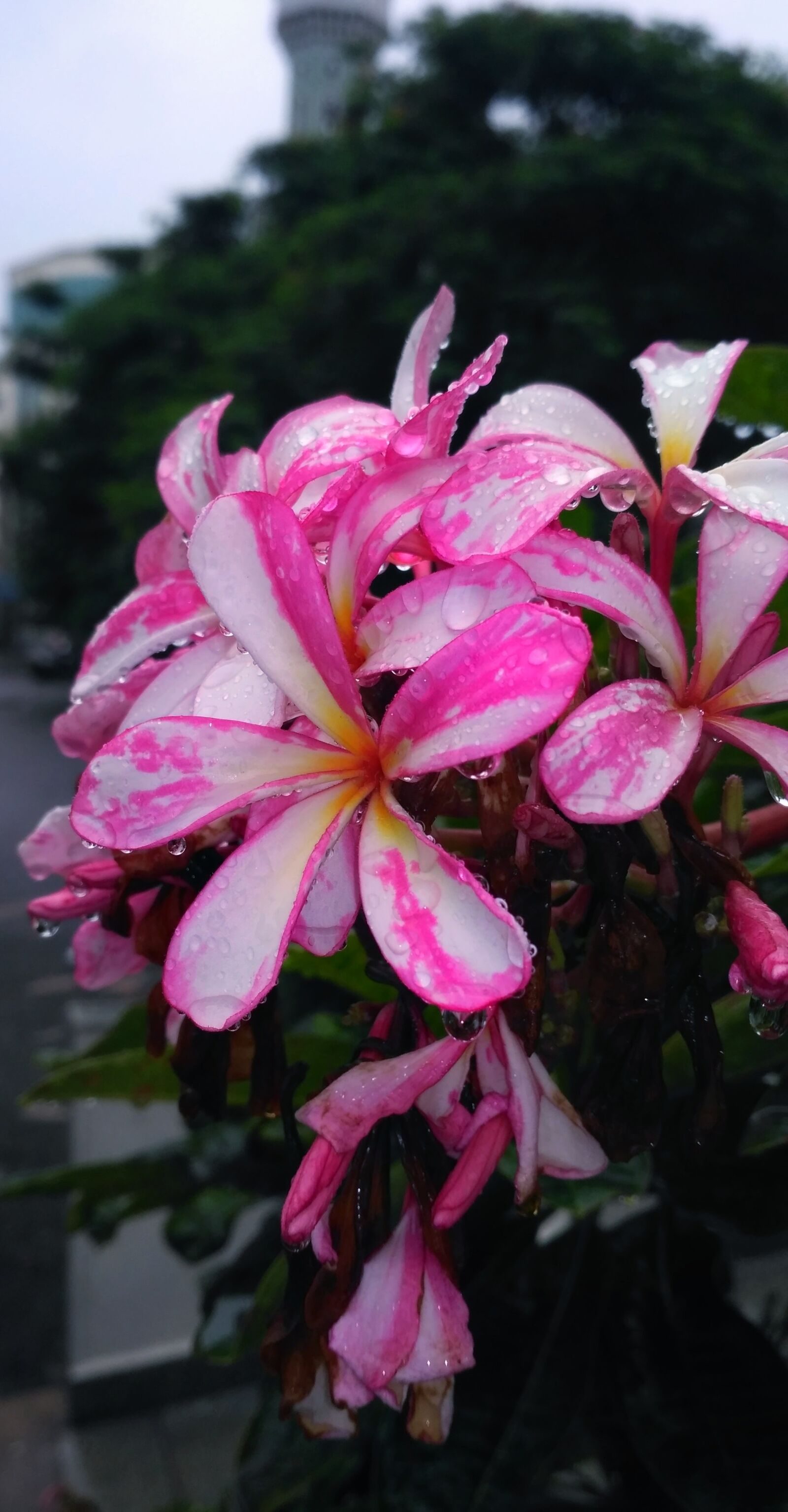 Xiaomi Redmi 3S sample photo. Pink, flower, due photography