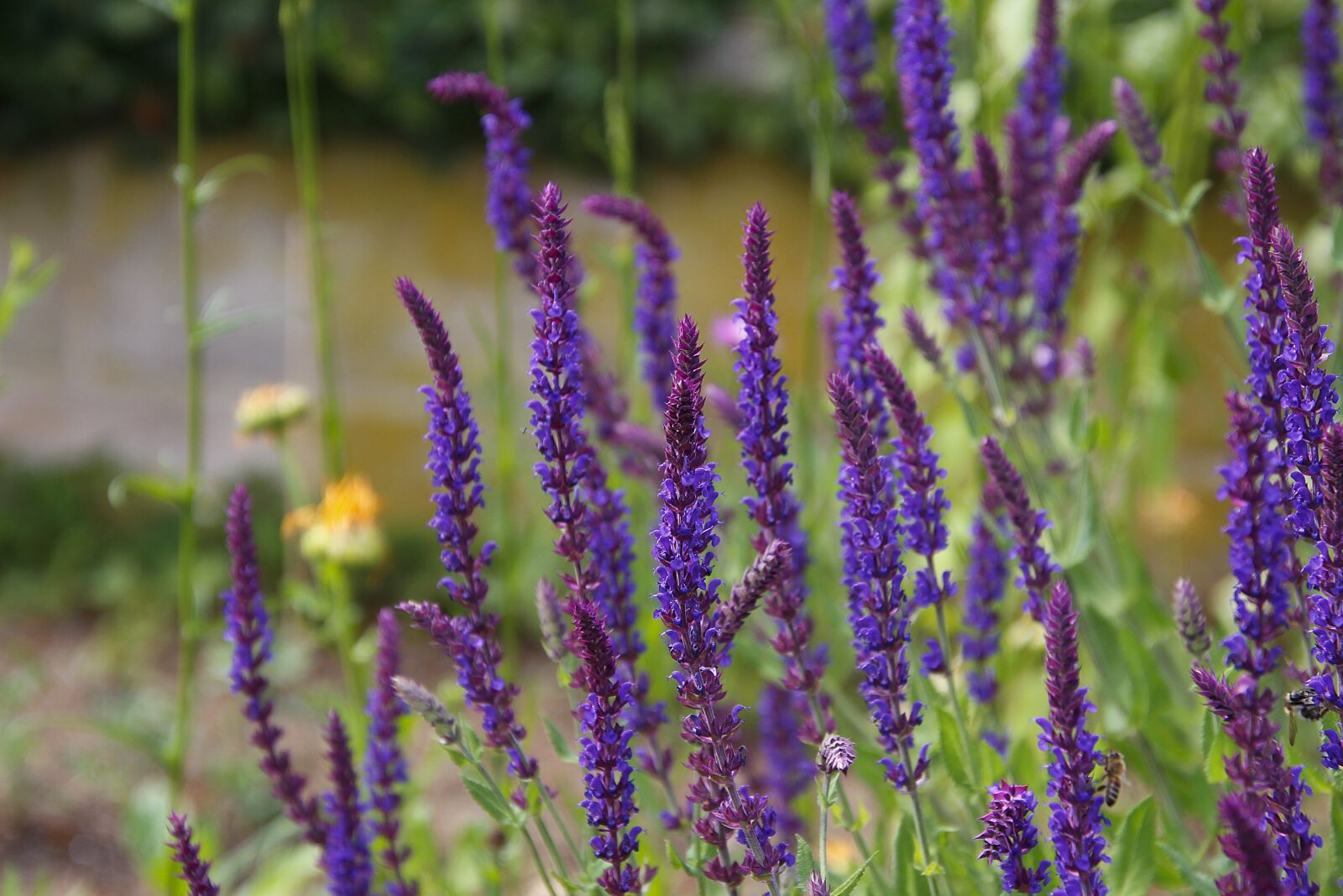 Canon EOS 700D (EOS Rebel T5i / EOS Kiss X7i) sample photo. Sage, plant, flowers photography