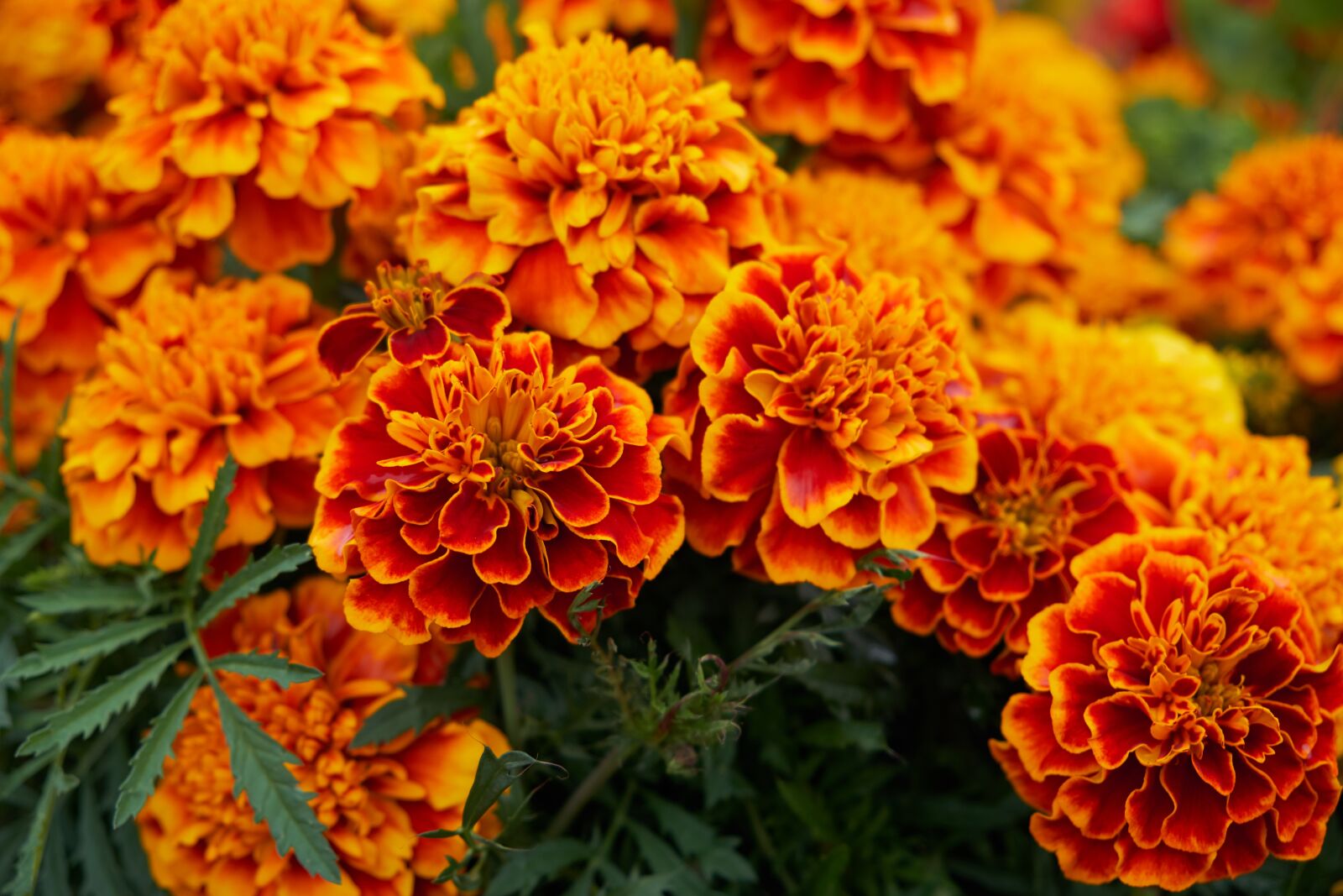 Fujifilm XF 18-55mm F2.8-4 R LM OIS sample photo. Flower, blossom, bloom photography