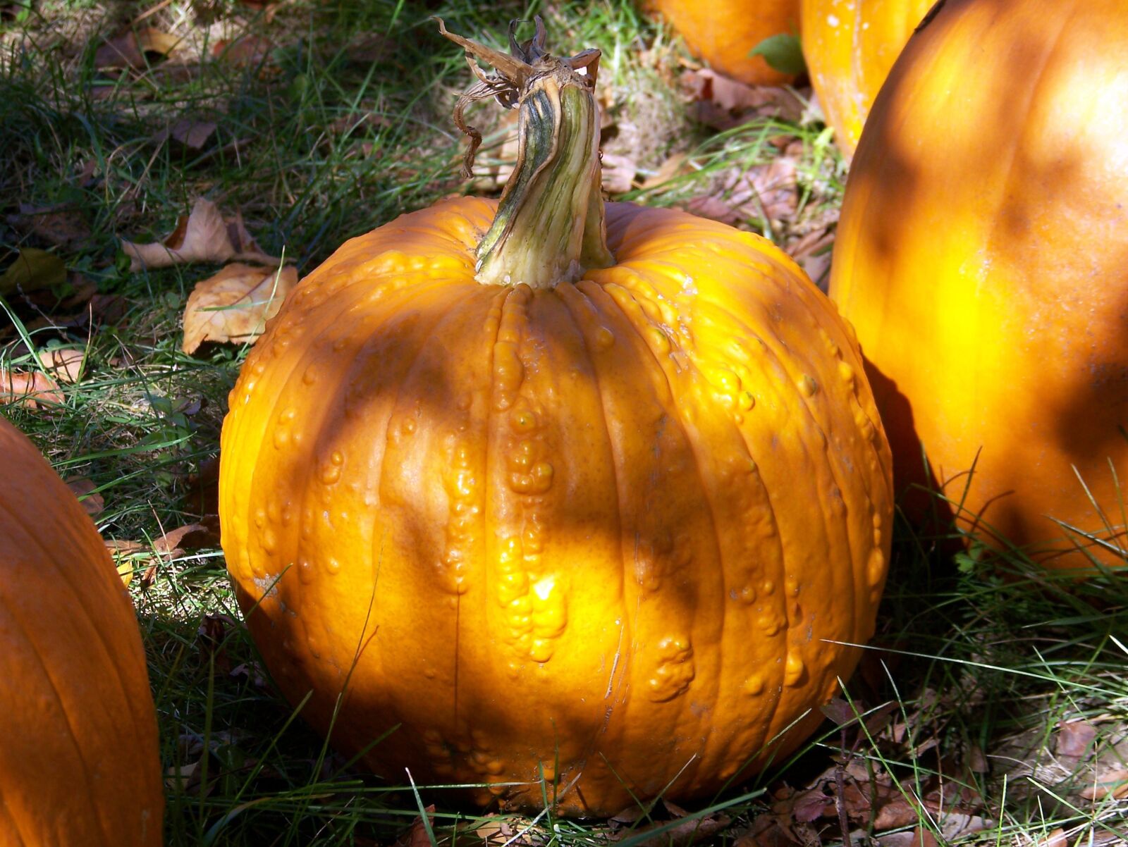 Kodak Z612 ZOOM DIGITAL CAMERA sample photo. Autumn, celebration, fall, festive photography