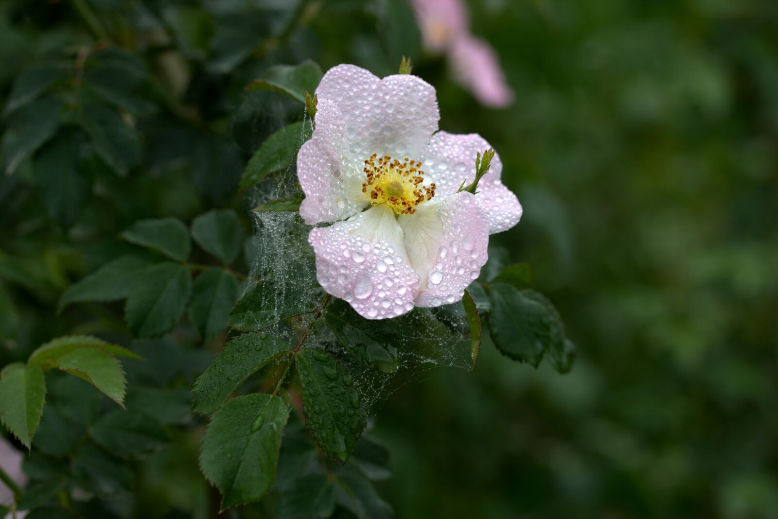 Canon EF-S 60mm F2.8 Macro USM sample photo. Flower, dog rose, pink photography