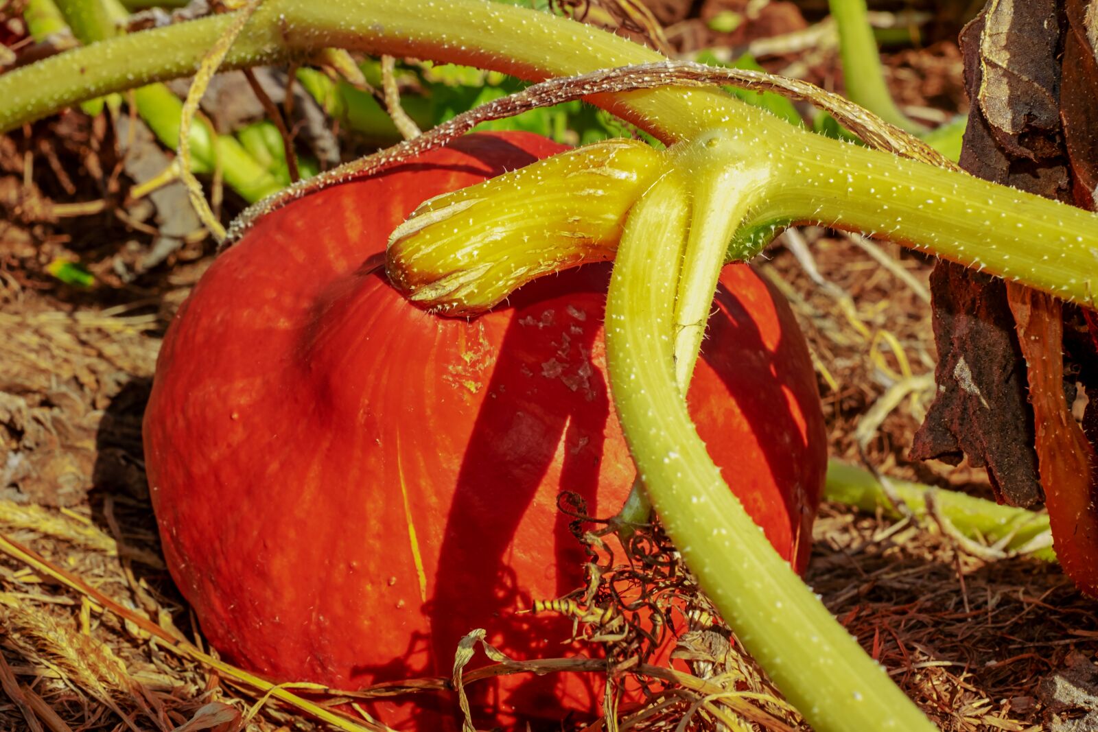 Fujifilm X-T10 + Fujifilm XF 35mm F1.4 R sample photo. Pumpkin, plant, vegetables photography