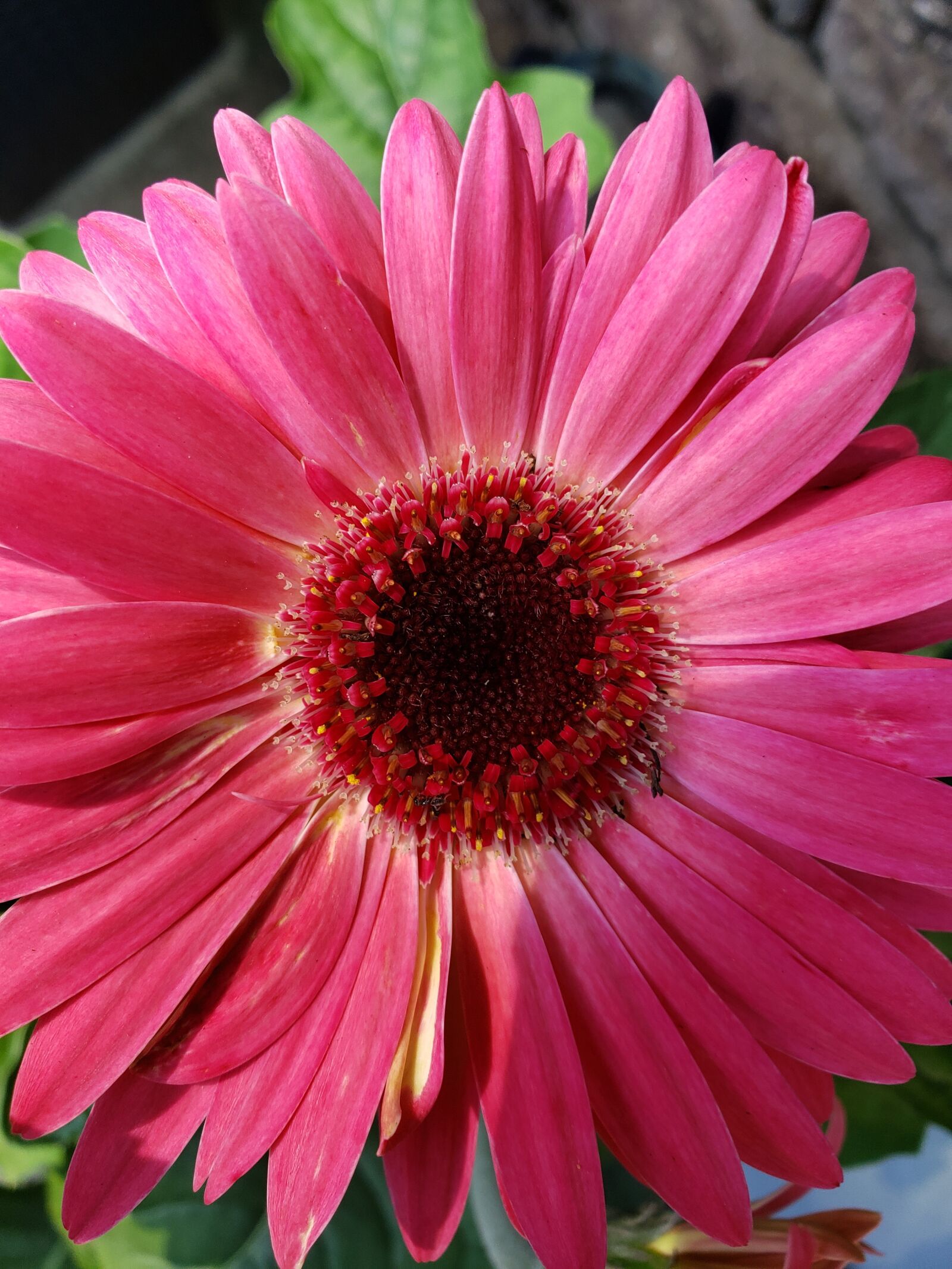 Samsung Galaxy Note9 sample photo. Asteraceaes, pink, pink asteraceaes photography