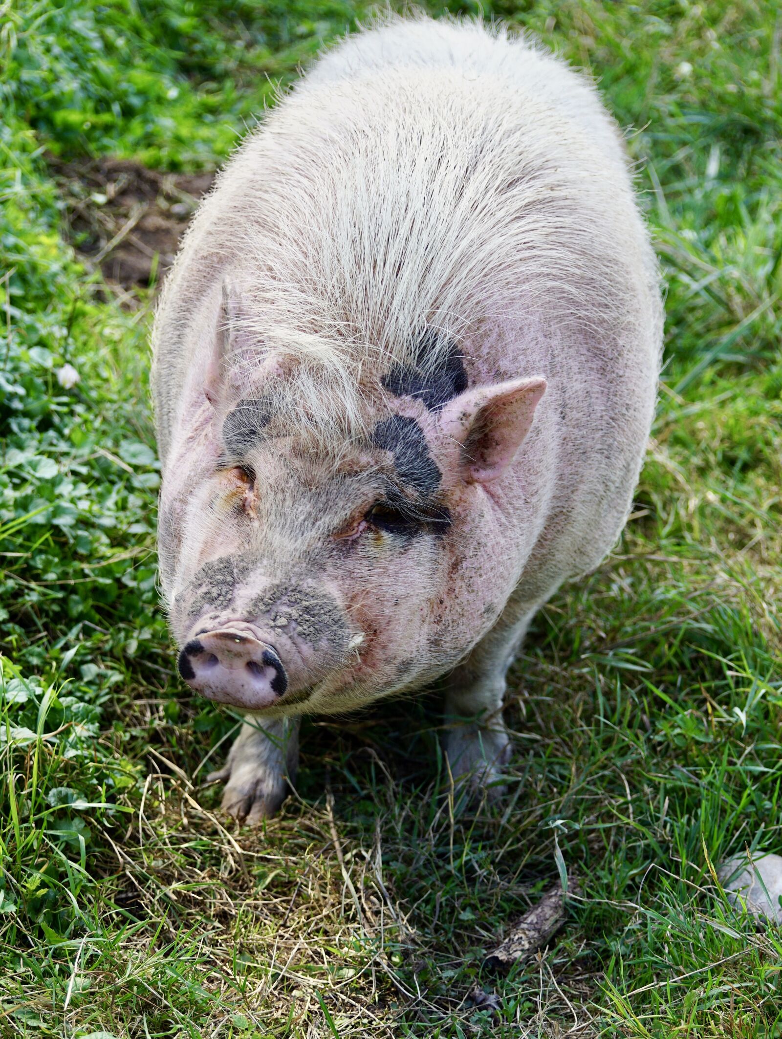 Sony DT 55-300mm F4.5-5.6 SAM sample photo. Pig, animal, happy pig photography