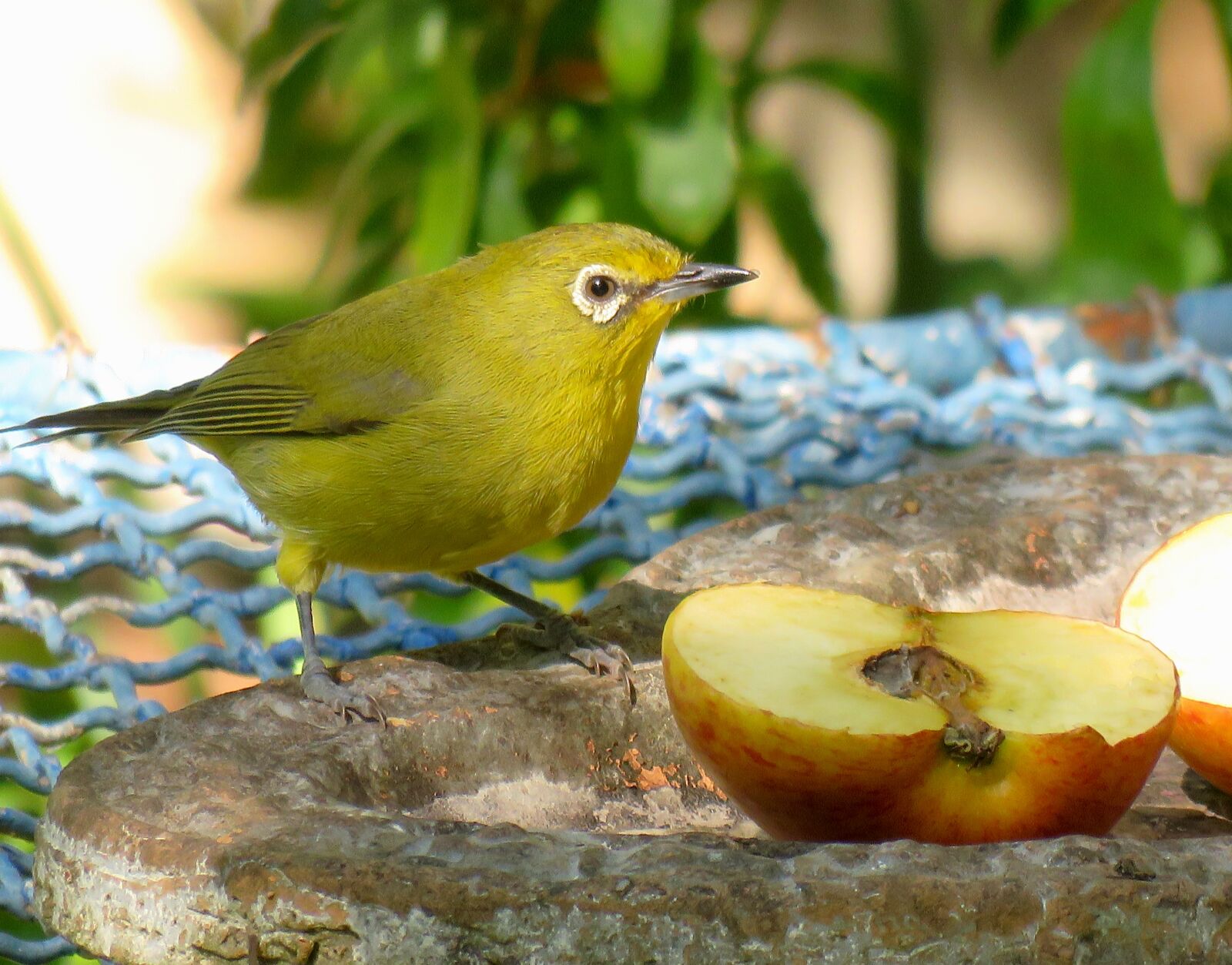 Canon PowerShot SX60 HS sample photo. Bird, white eye, green photography
