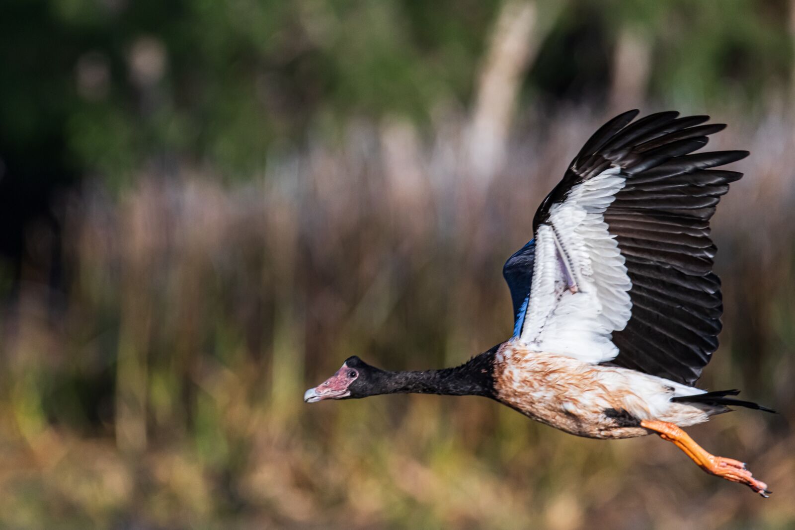Canon EOS 80D sample photo. Geese, birds, magpie goose photography
