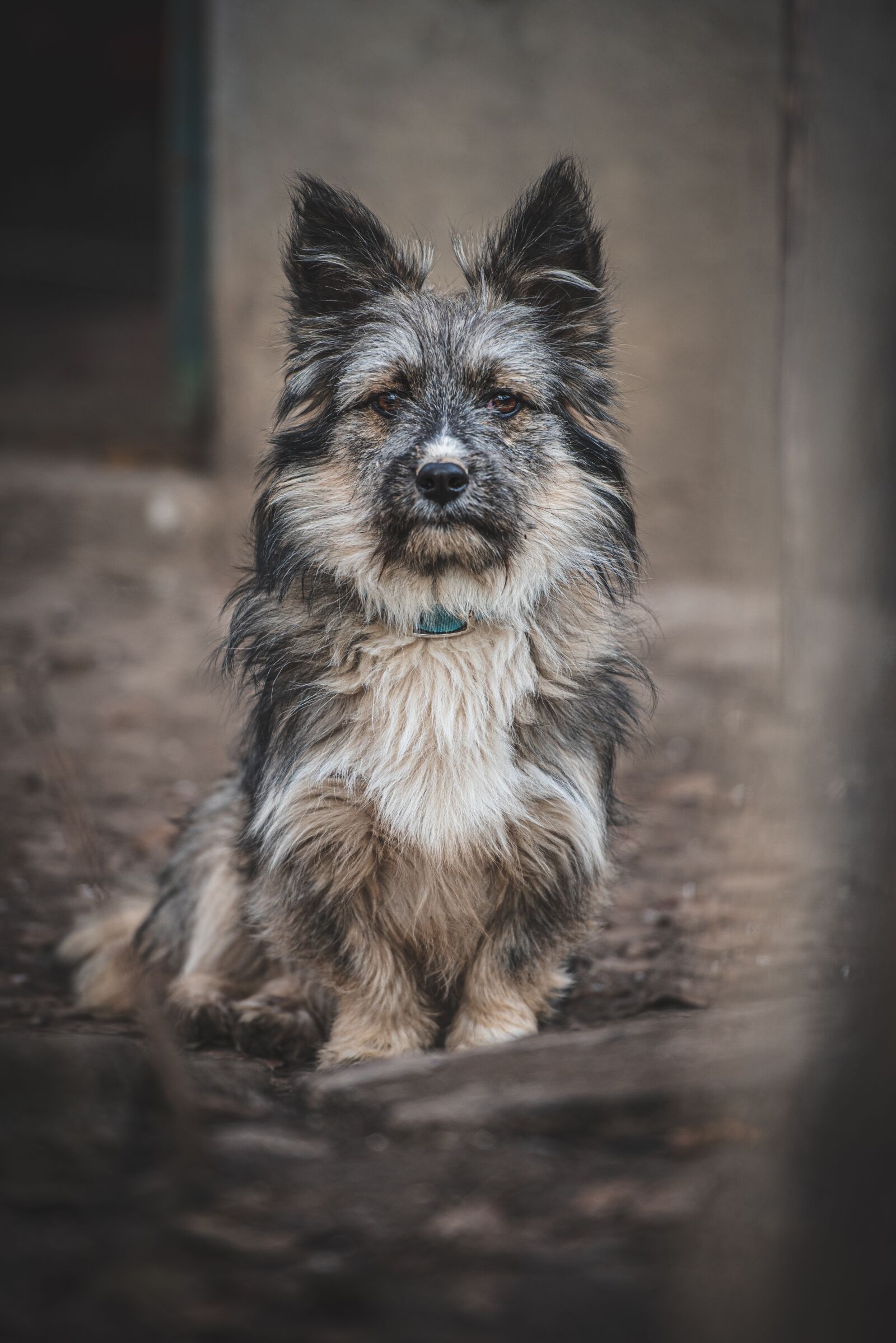 Nikon D750 sample photo. Dog, portrait, animals photography