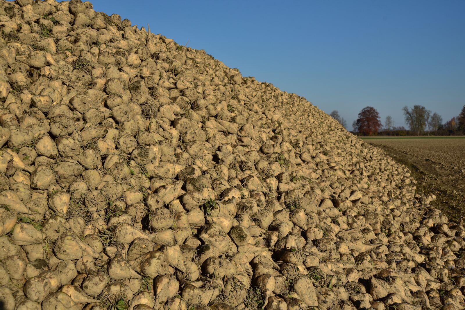 Nikon D750 sample photo. Sugar beet, vegetables, sugar photography