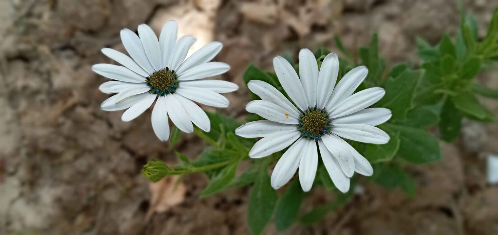 Samsung SM-A107F sample photo. Daisy, white, spring photography