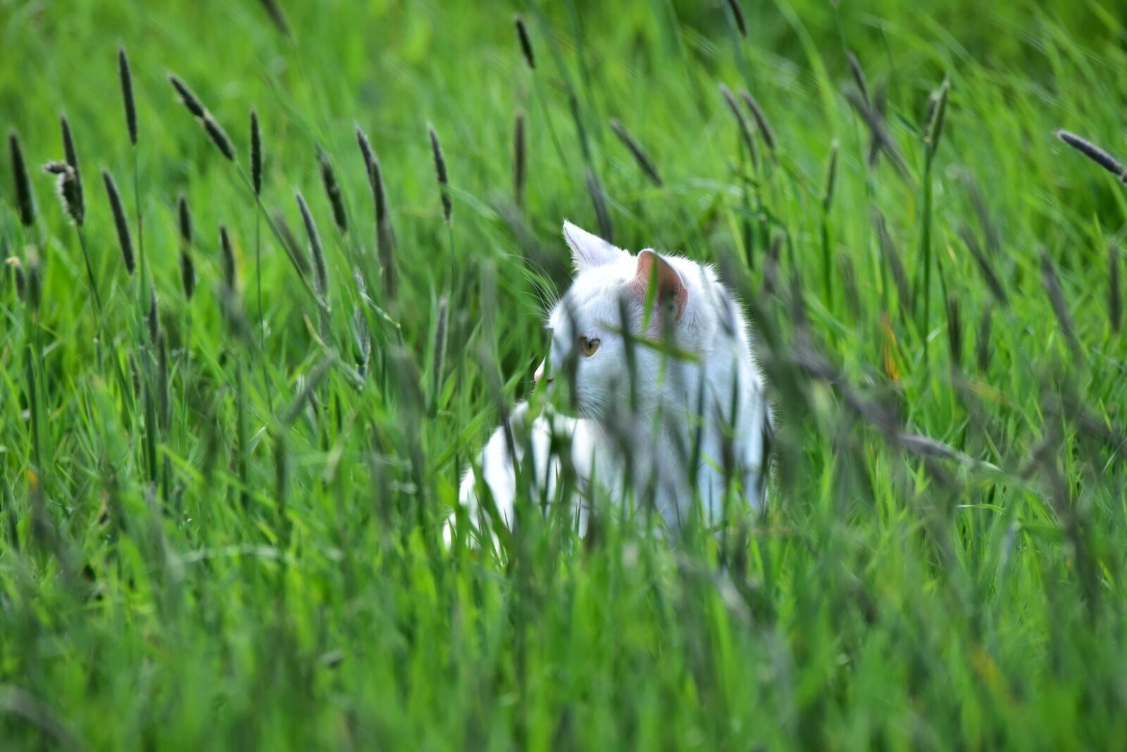 Nikon D750 sample photo. Cat, grass, green photography