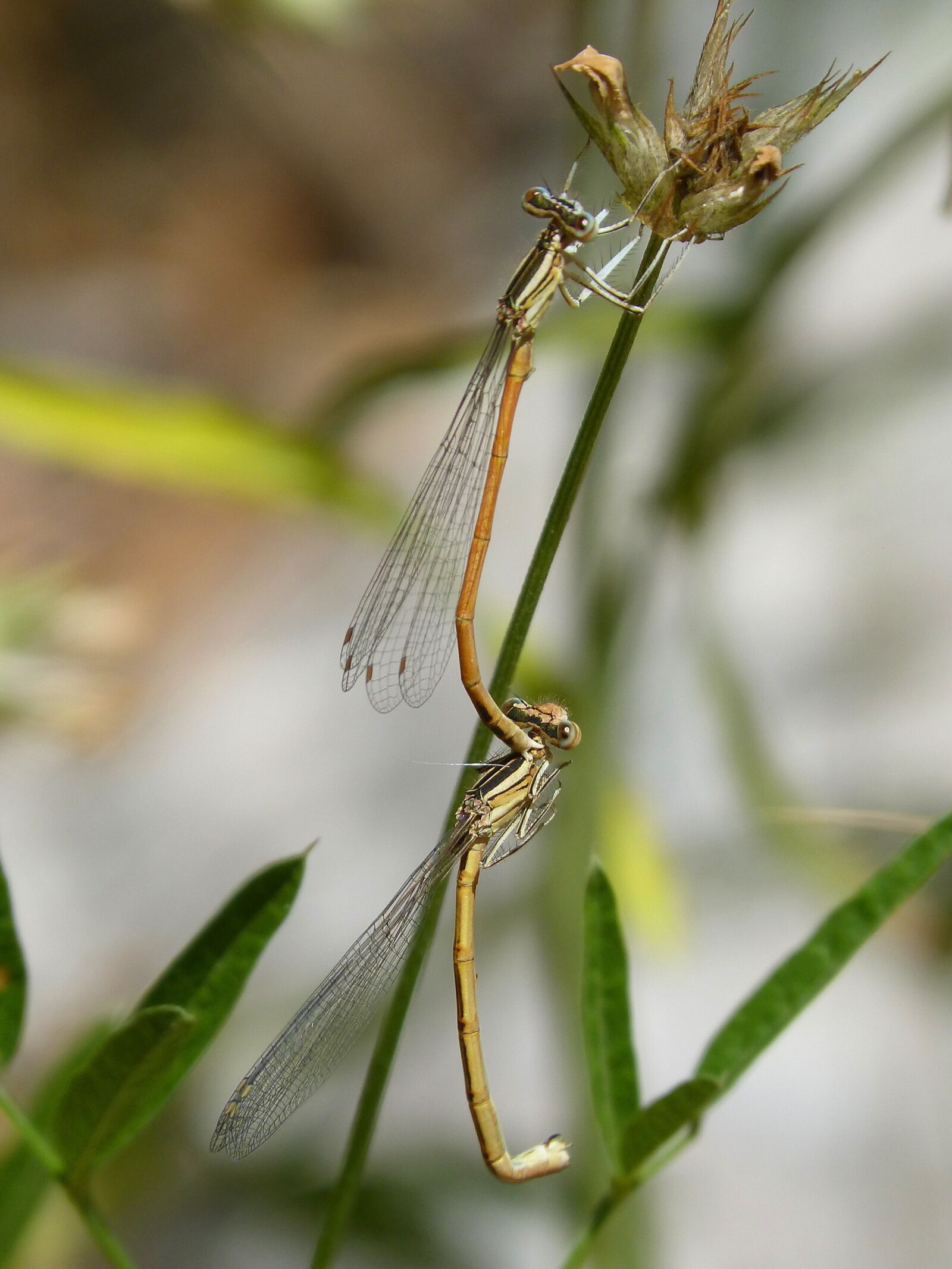 Panasonic DMC-FZ62 sample photo. Dragonflies, reproduction, copulation photography