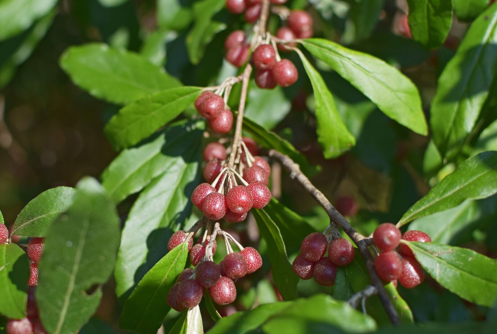 Nikon D3300 sample photo. Ripe autumn olive berries photography
