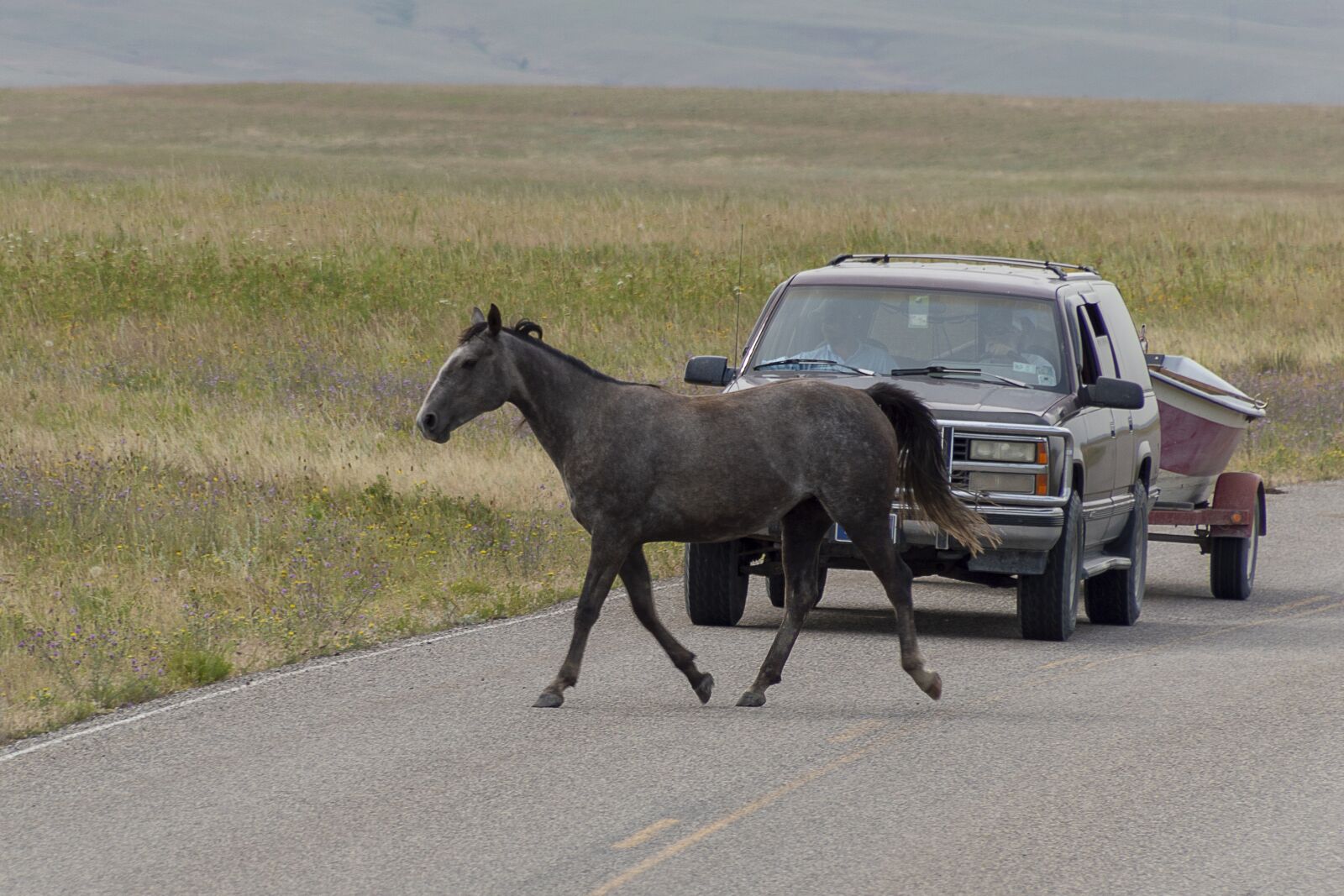 Nikon D3200 sample photo. Horse, animal, road photography