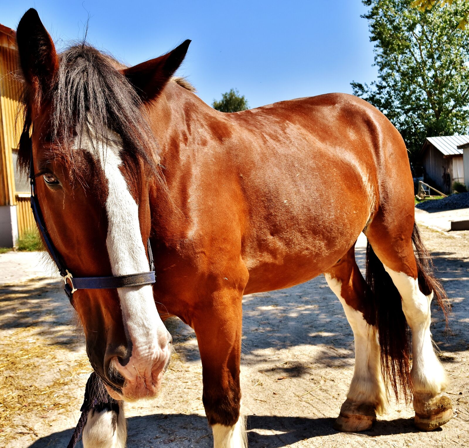 Nikon D7200 sample photo. Shire horse, horse, big photography
