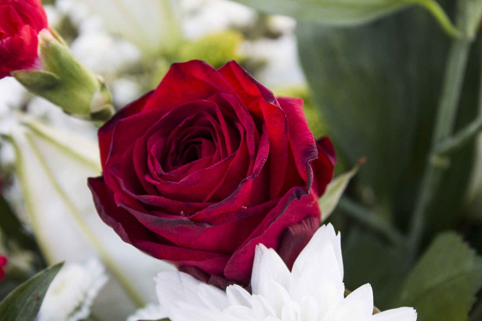 Canon EOS 1100D (EOS Rebel T3 / EOS Kiss X50) sample photo. Nature, red, flowers, photography photography