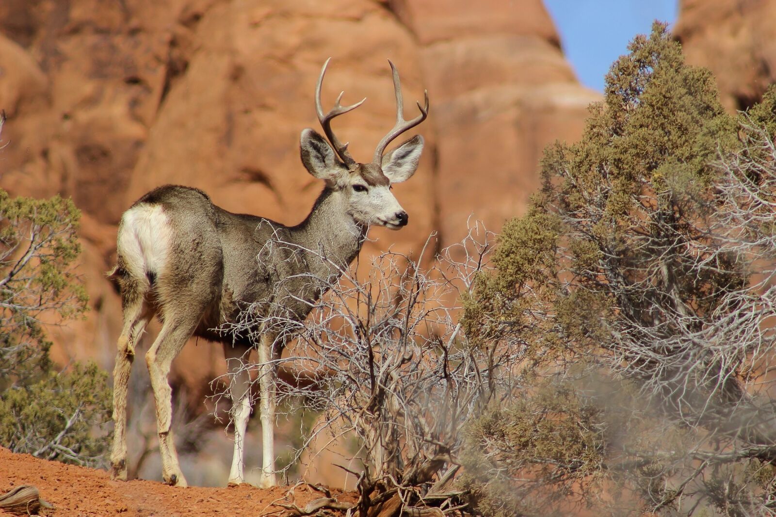 Canon EF 75-300mm f/4-5.6 sample photo. Mule deer, buck, antlers photography