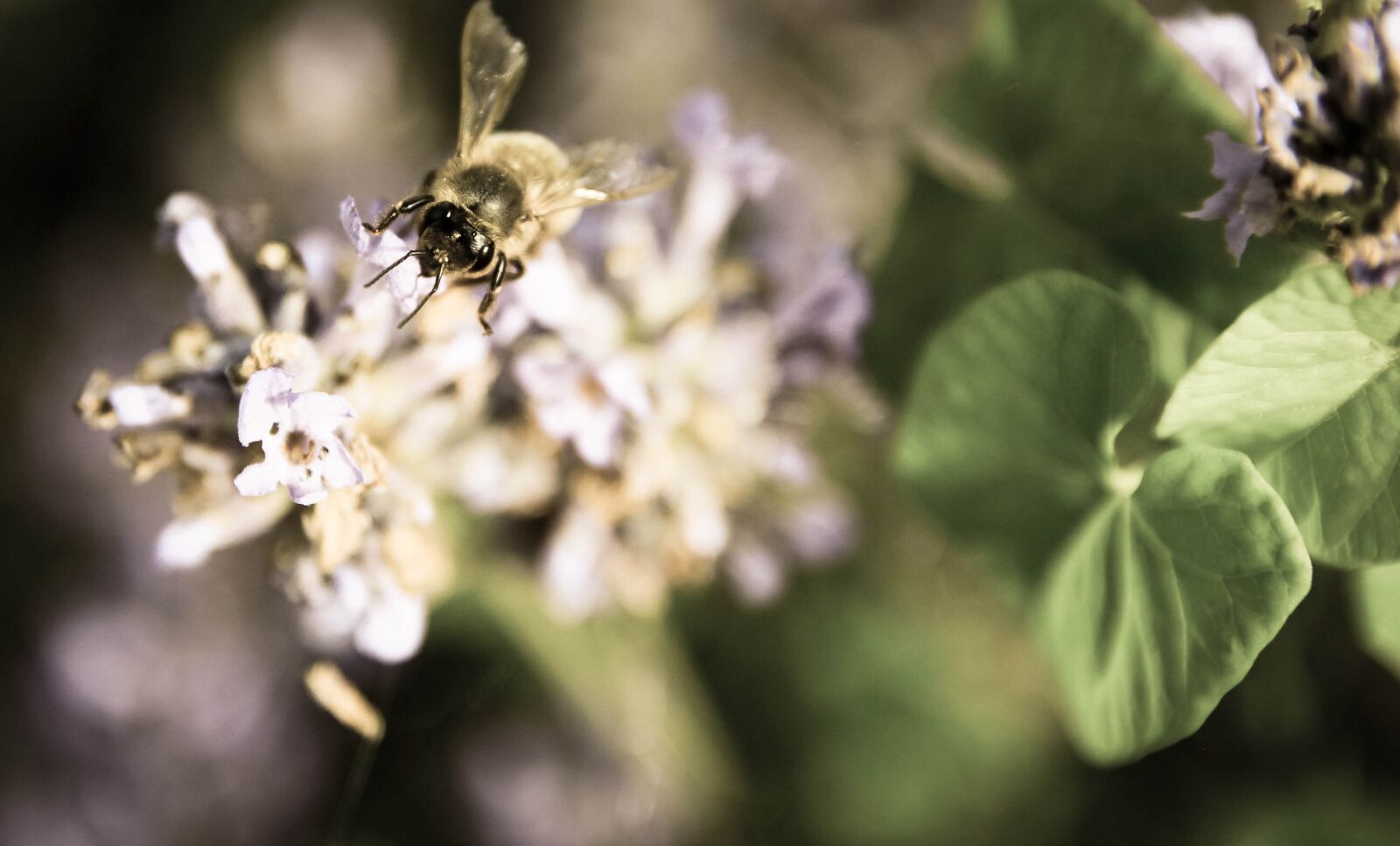 Canon EOS 600D (Rebel EOS T3i / EOS Kiss X5) sample photo. Bees, pollination, insect photography