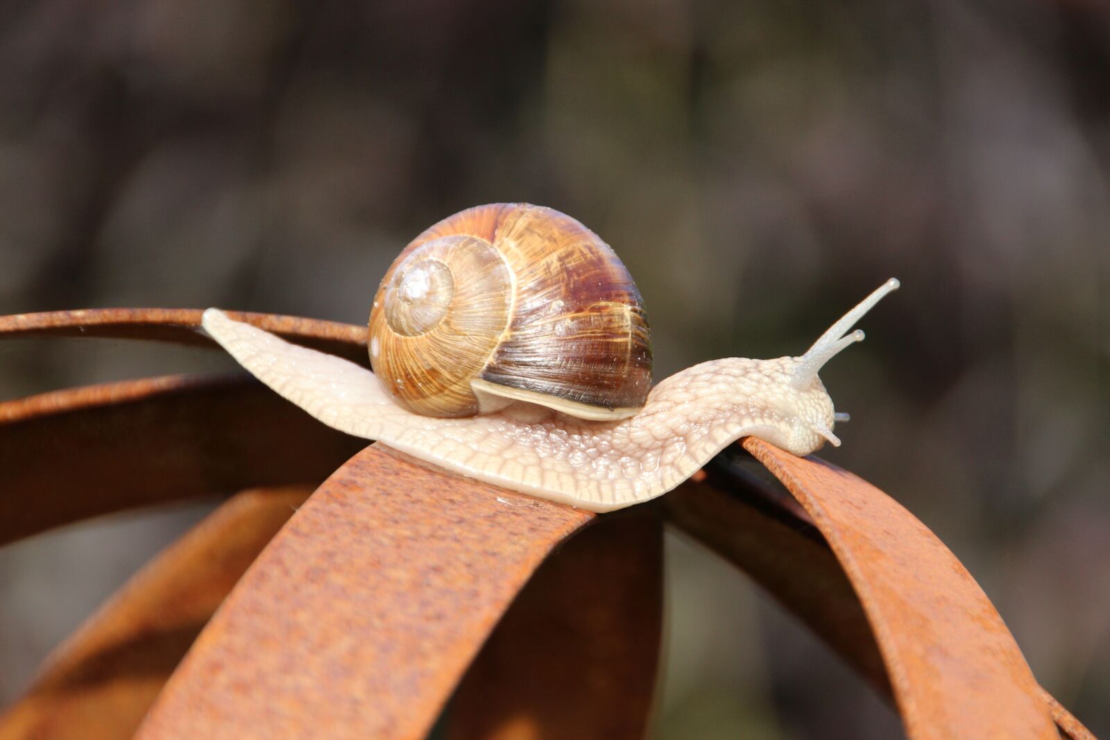 Canon EOS 650D (EOS Rebel T4i / EOS Kiss X6i) sample photo. Nature, evertebrat, snail photography