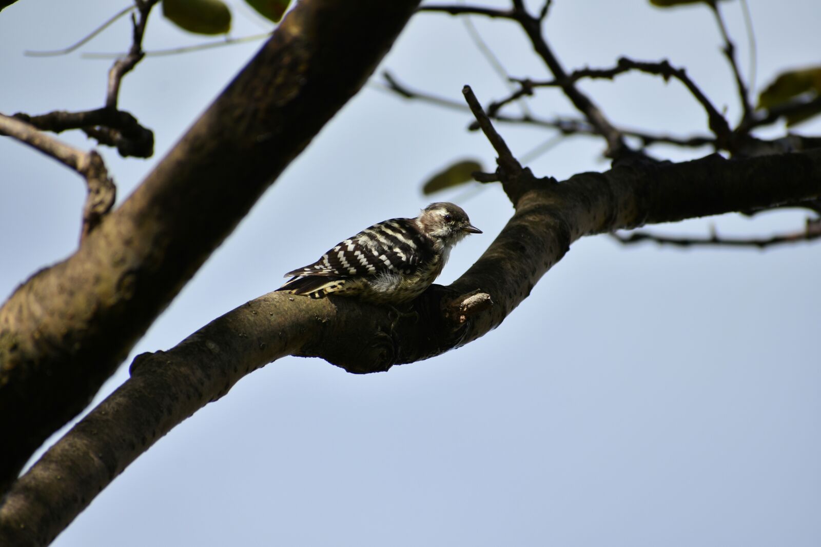 Nikon D7200 sample photo. Animal, wood, bird photography