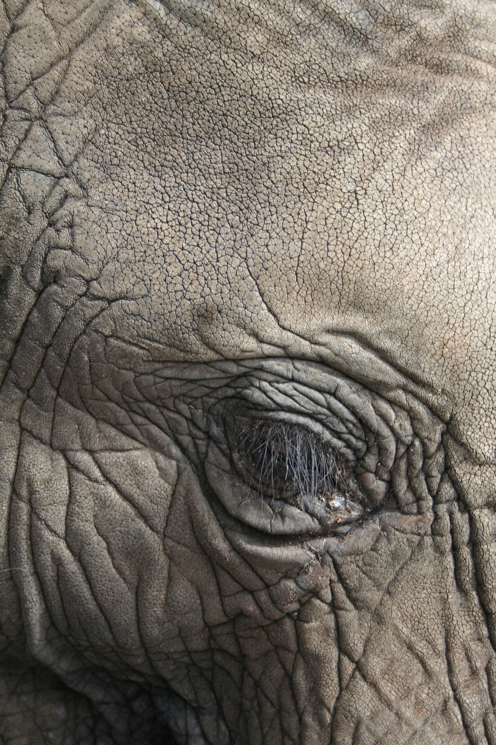 Canon EOS 350D (EOS Digital Rebel XT / EOS Kiss Digital N) sample photo. Elephant, eye, animal photography