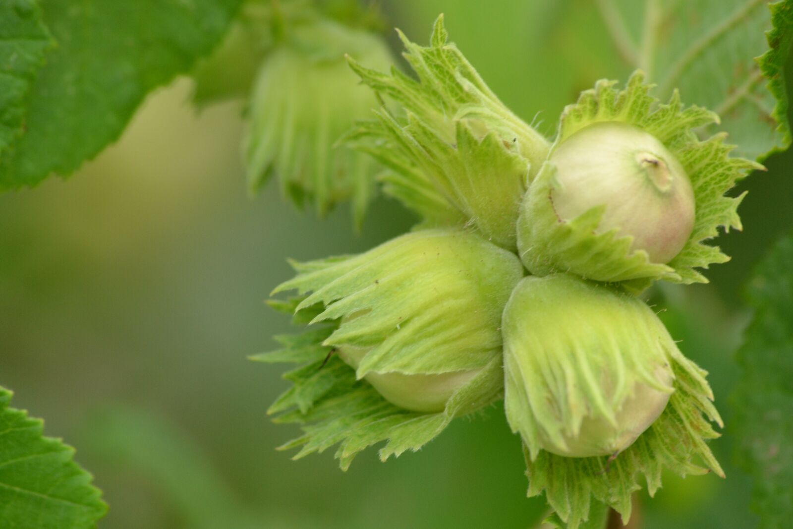 Nikon D3100 sample photo. Bush, tree, hazelnut photography