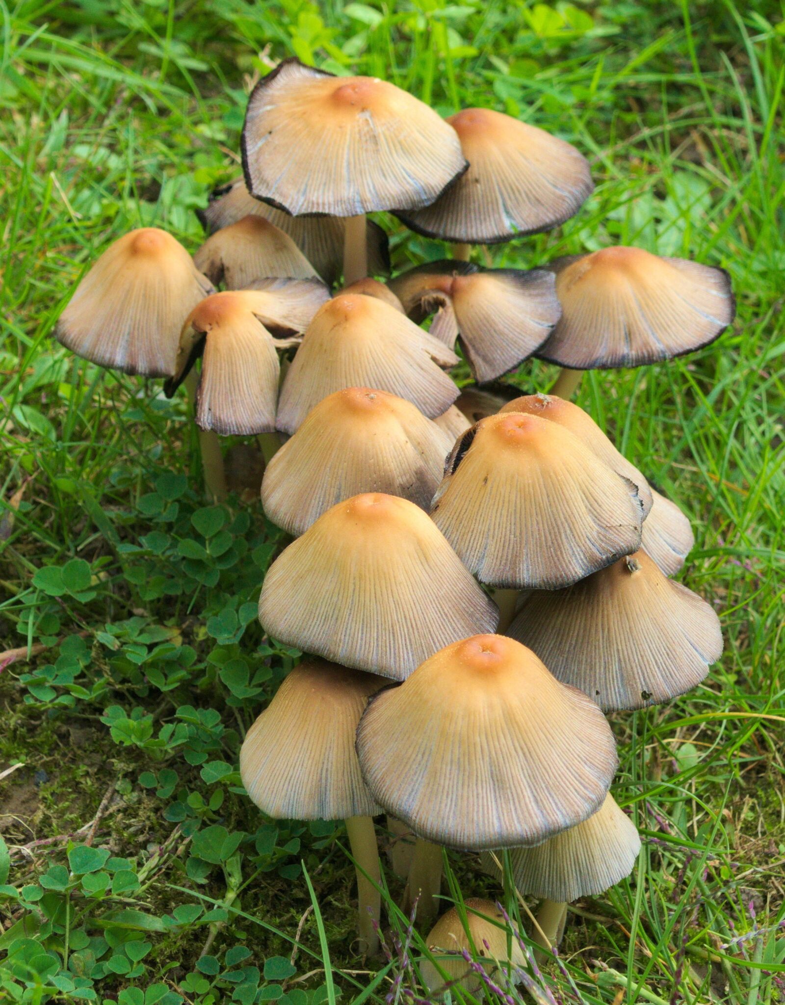 Panasonic Lumix DMC-FZ1000 sample photo. Nature, mushrooms, forest mushroom photography