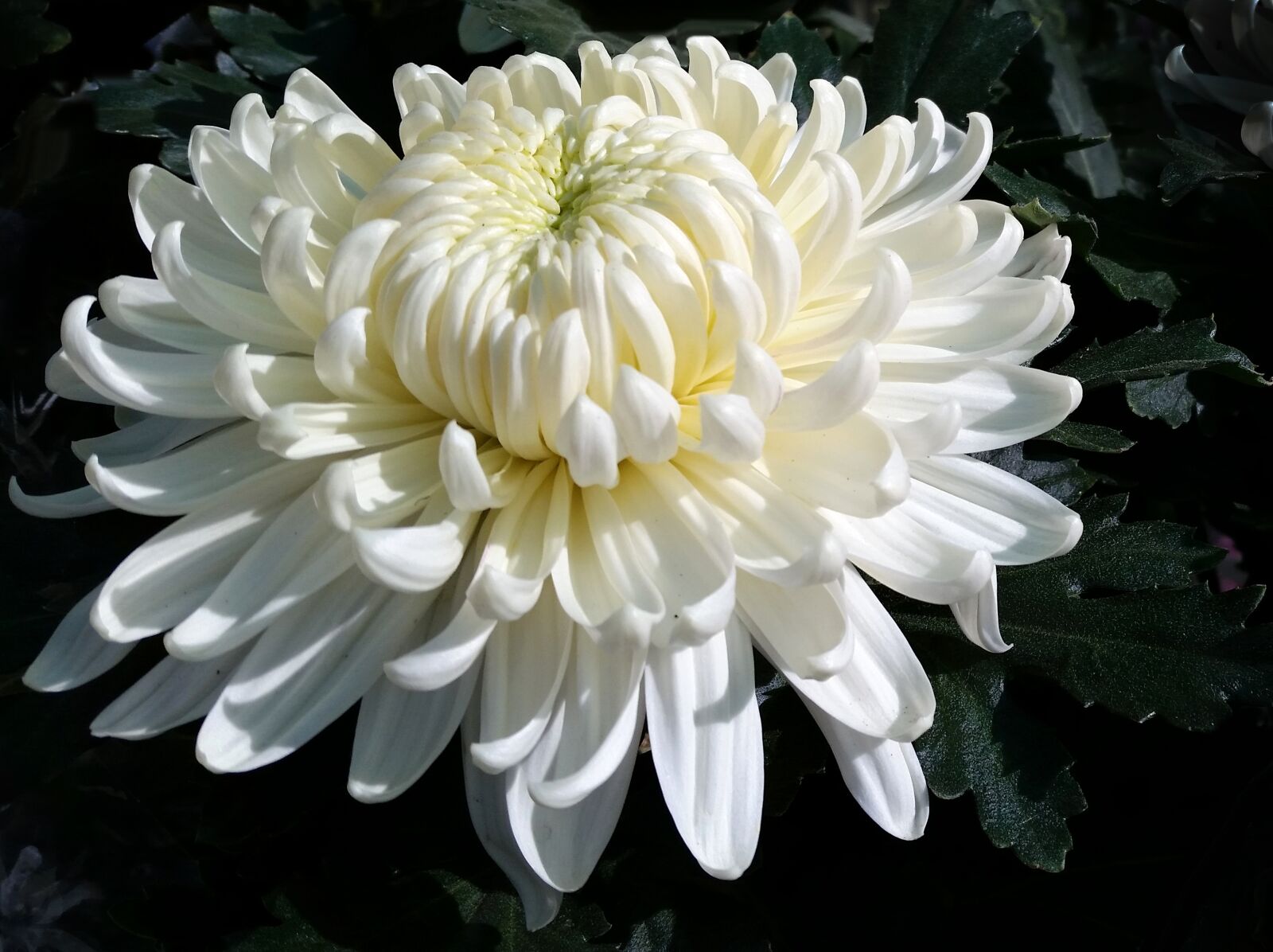 Samsung Galaxy S5 sample photo. Nature, white, chrysanthemum photography