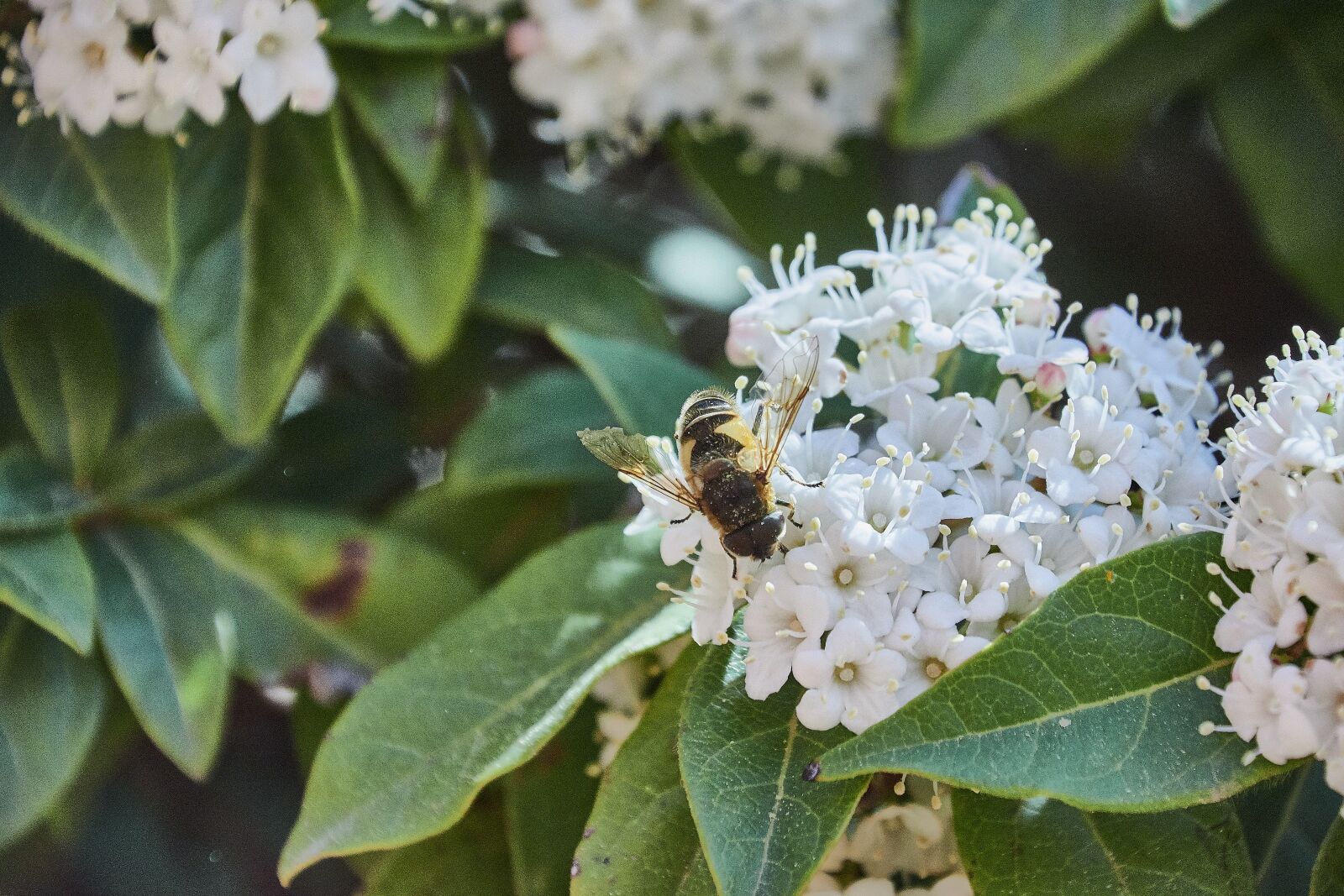 Nikon D7200 sample photo. Flower, garden, flowers photography
