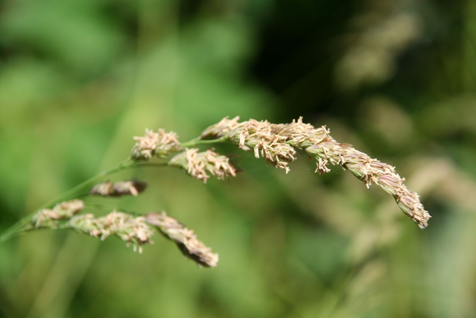 Canon EOS 350D (EOS Digital Rebel XT / EOS Kiss Digital N) sample photo. Grass, meadow, green photography