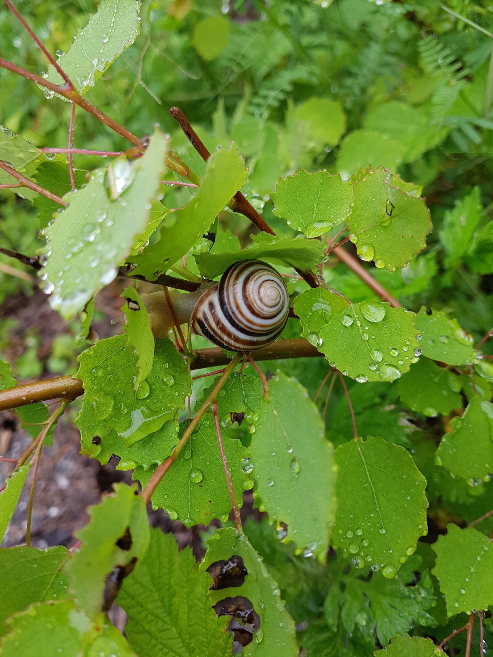 Samsung Galaxy S7 sample photo. Snail, leaves, shell photography
