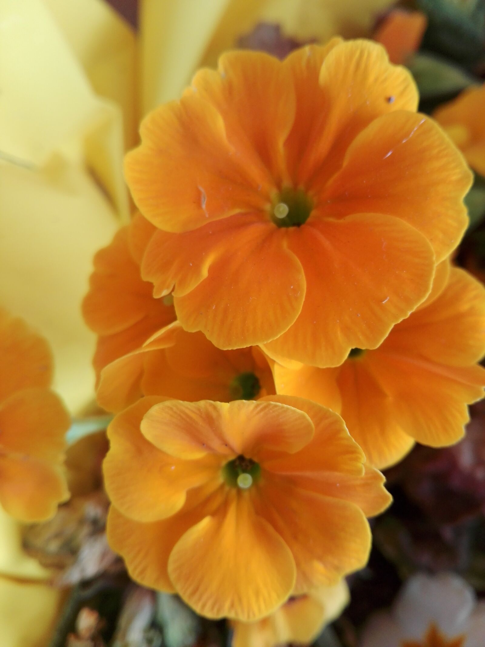 HUAWEI P8 Lite sample photo. Flower, flora, nature photography