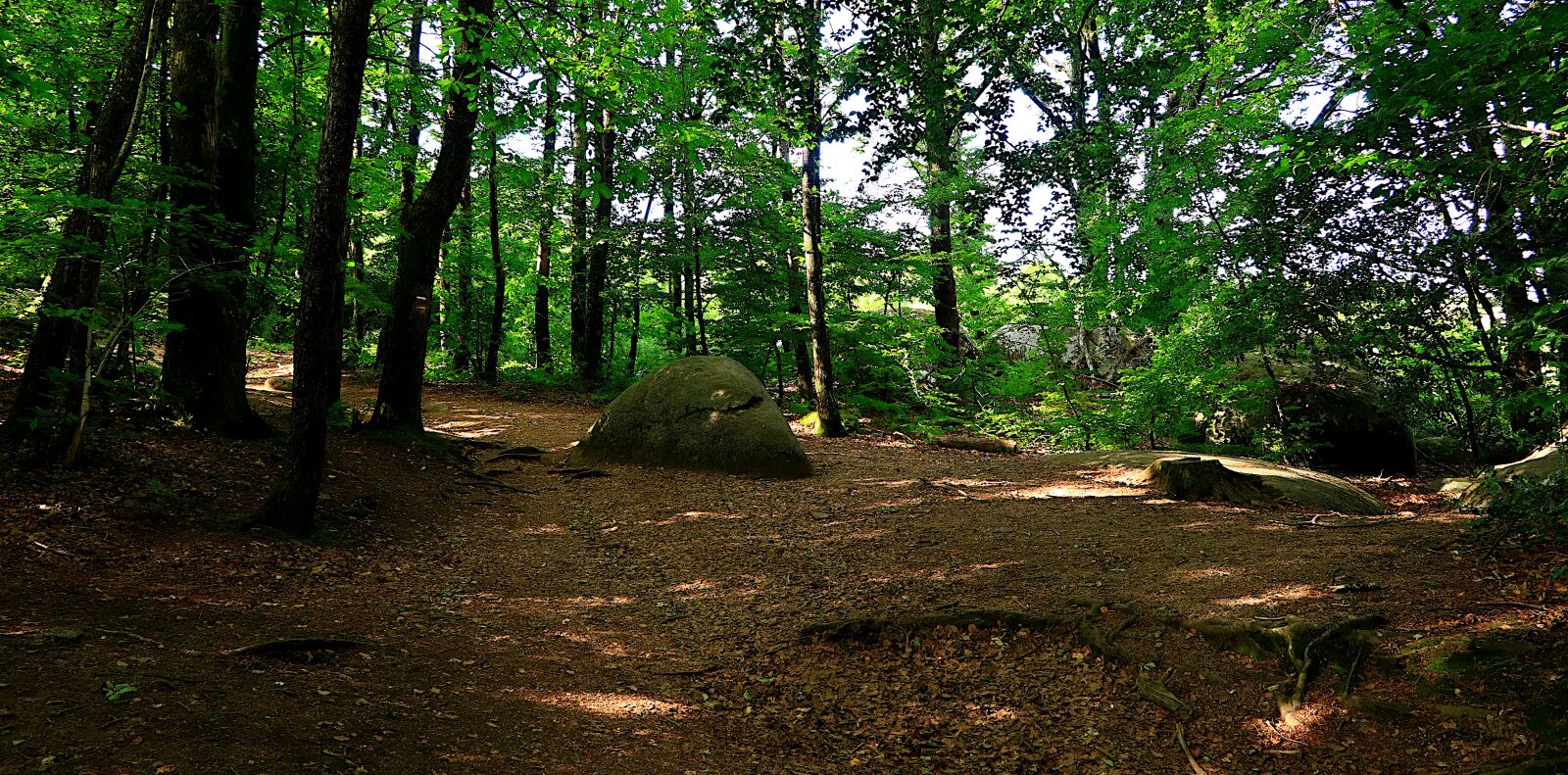 Canon PowerShot G1 X Mark III sample photo. Nature, forest, under wood photography