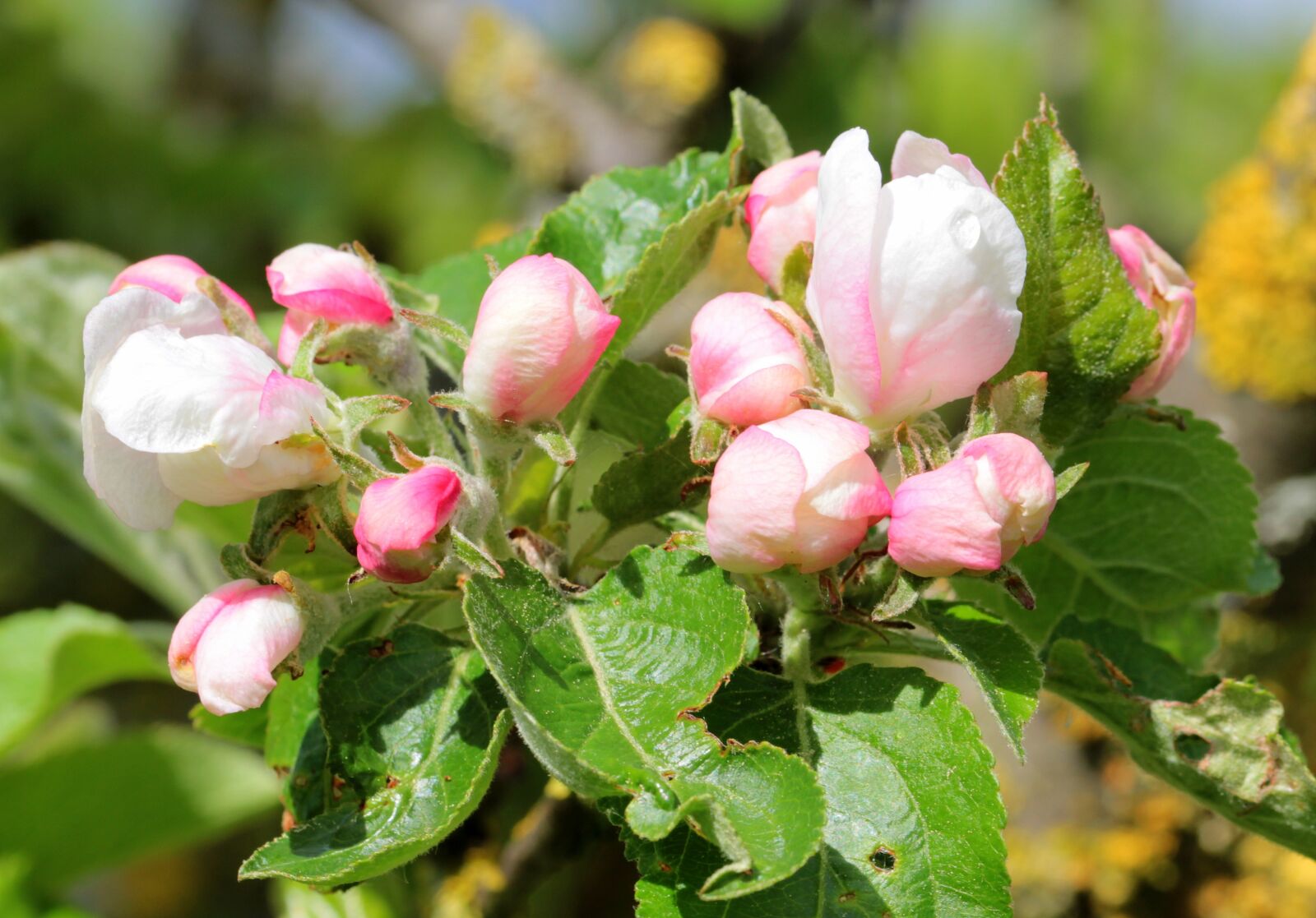 Canon EOS 650D (EOS Rebel T4i / EOS Kiss X6i) sample photo. Apple tree blossom, apple photography